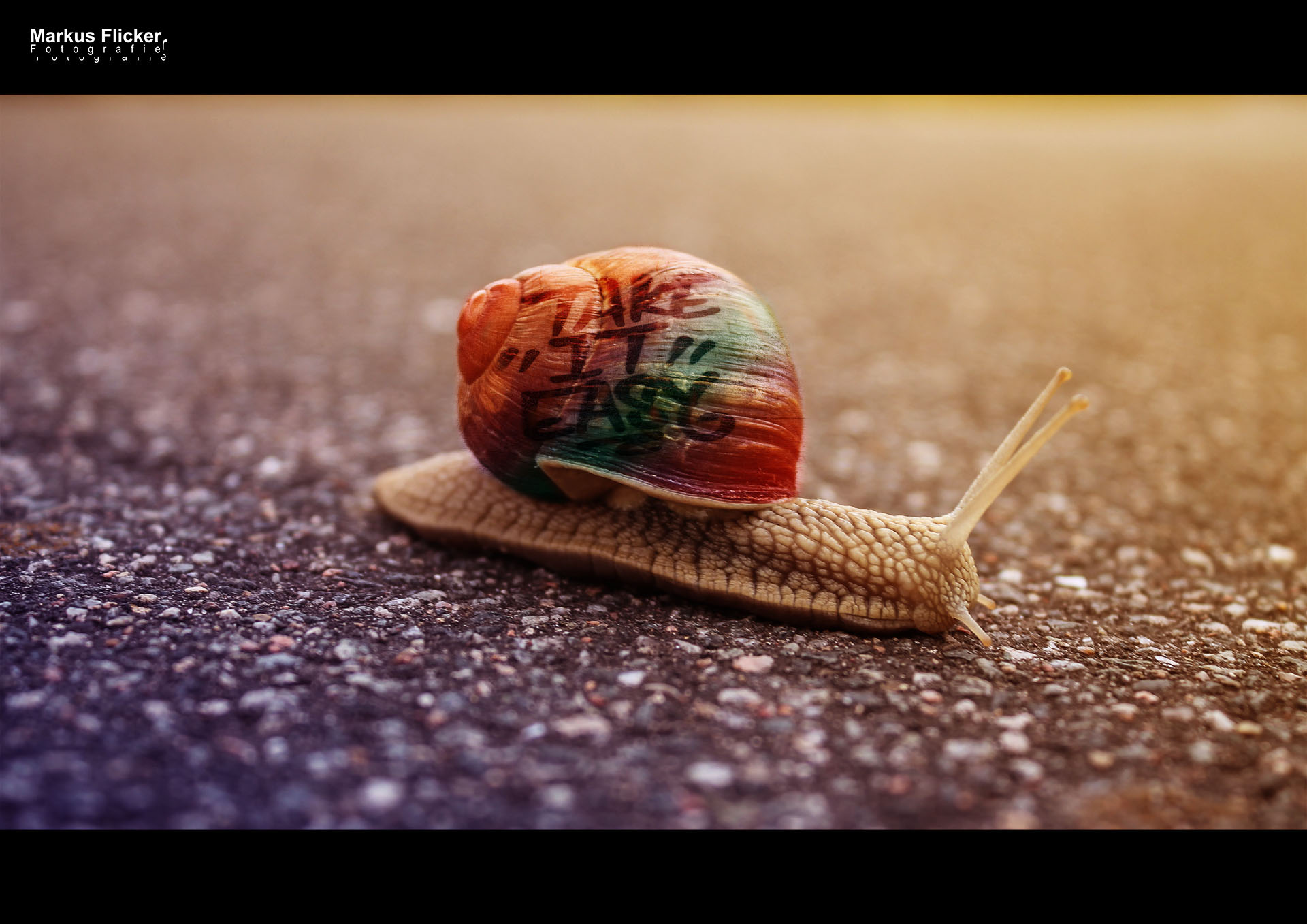 Take it easy! Schnecke mit Graffiti auf dem Schneckenhaus ganz einfach mit Adobe Photoshop. DigiArt Bildbearbeitung