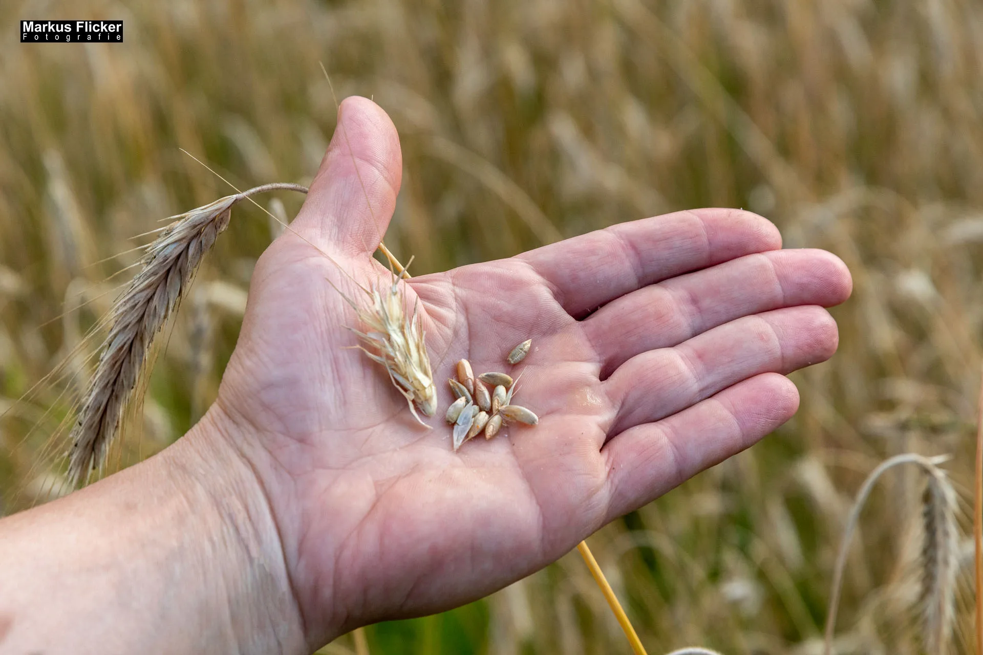 Portfolio Fotografie Videografie Fotograf Videograf Graz Steiermark Österreich Werbefotos Bio-Bergbauernhof Heinz und Hofladen Steiermark