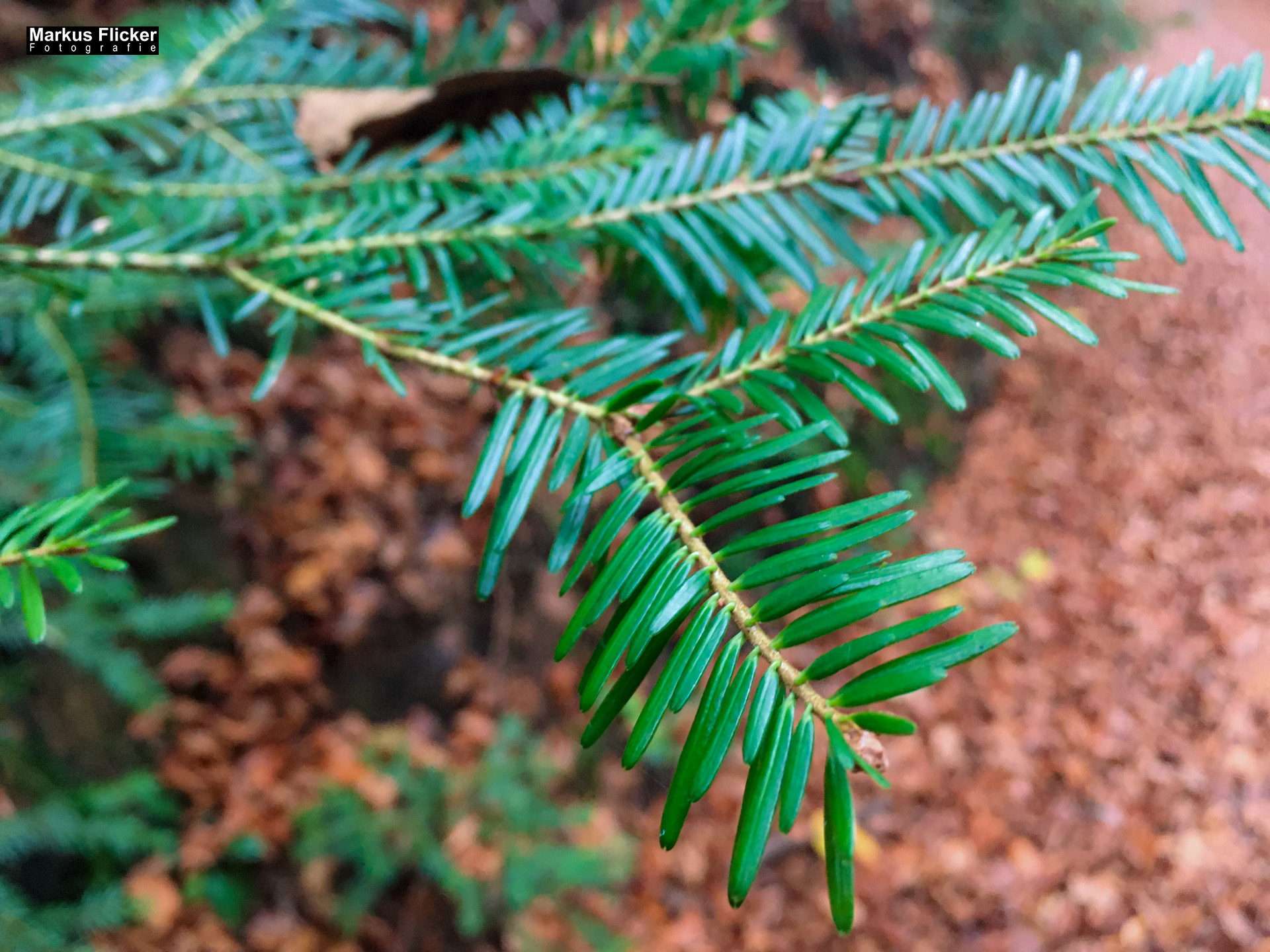 Herbst Fotospaziergang bei Nebel im Wald an der Raab in der Steiermark im Wald Teil 1 inkl. Fototipps mit dem Smartphone. Fotografieren und Filmen mit dem Smartphone: Bessere Fotos und Videos mit dem Handy für Freizeit, Hobby und Business