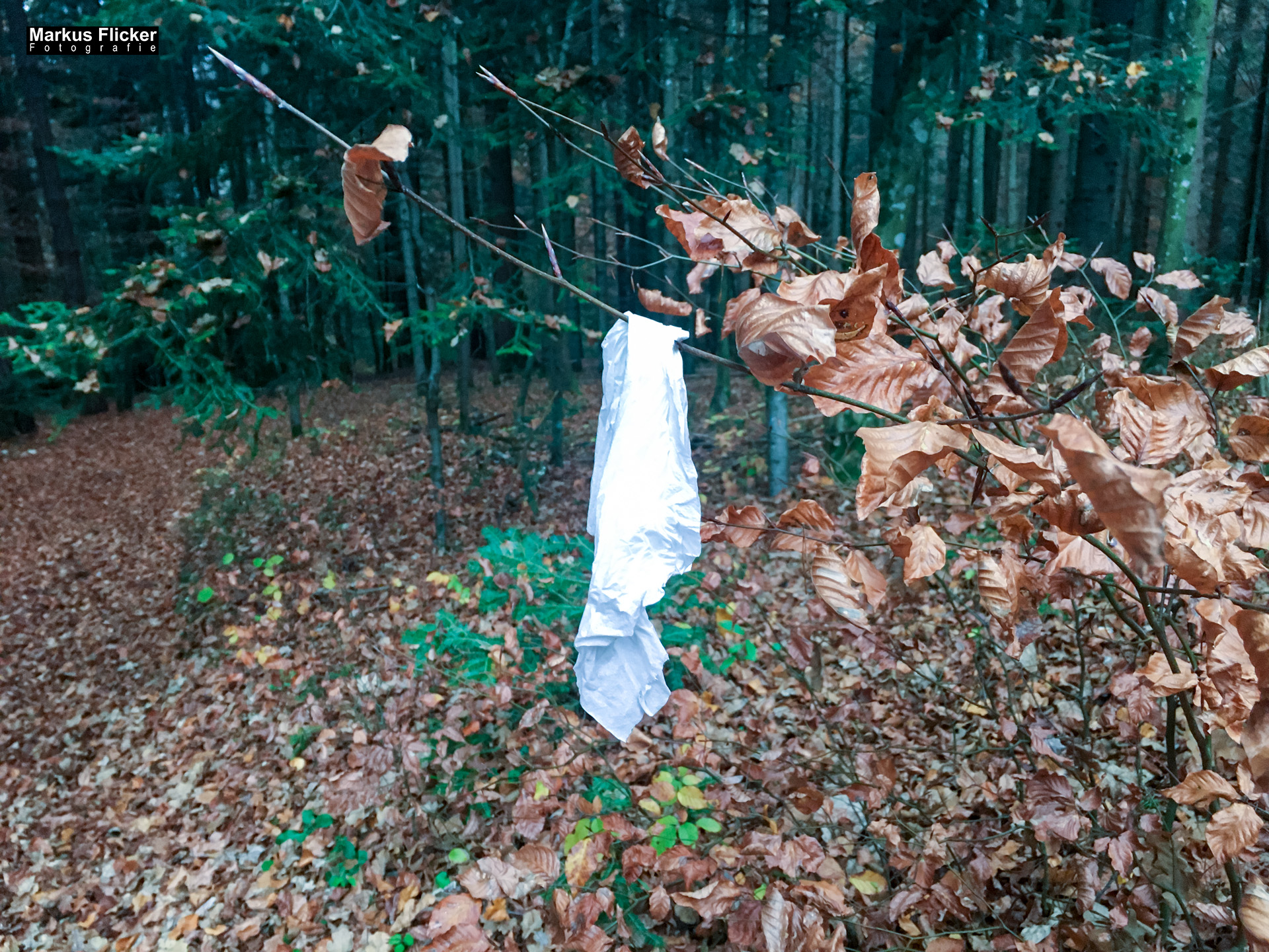 Herbst Fotospaziergang bei Nebel im Wald an der Raab in der Steiermark im Wald Teil 1 inkl. Fototipps mit dem Smartphone. Fotografieren und Filmen mit dem Smartphone: Bessere Fotos und Videos mit dem Handy für Freizeit, Hobby und Business