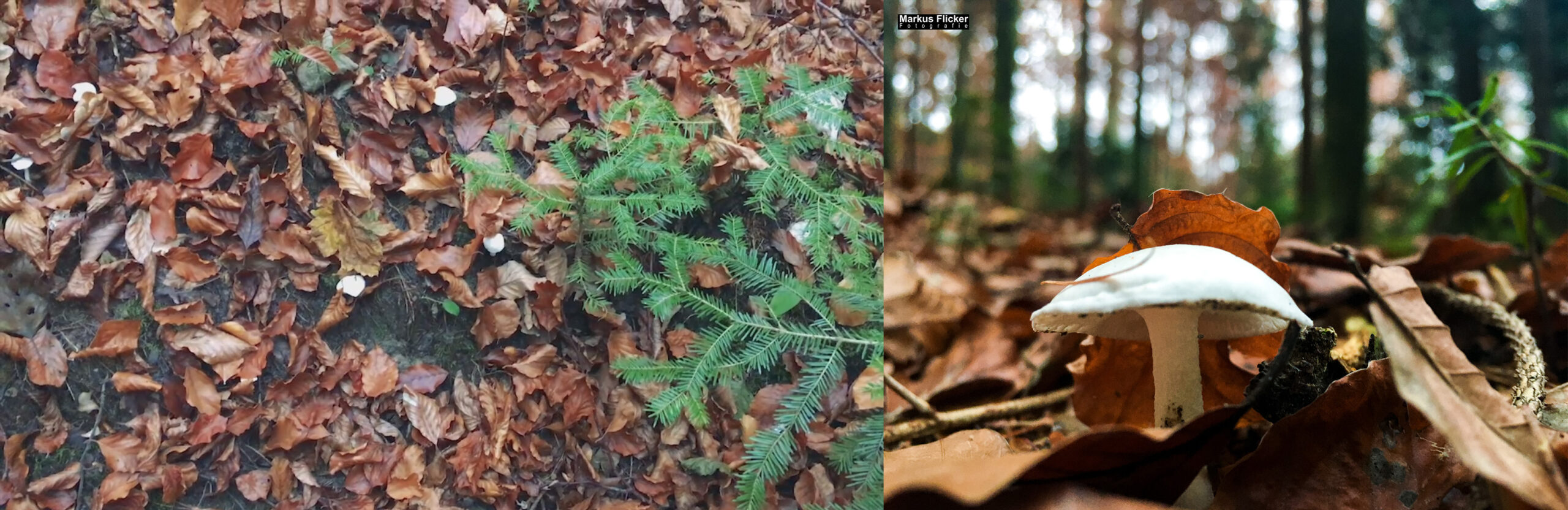Nahe ran und tief runter / Fotografieren aus der richtigen Perspektive. Herbst Fotospaziergang bei Nebel im Wald an der Raab in der Steiermark im Wald Teil 1 inkl. Fototipps mit dem Smartphone. Fotografieren und Filmen mit dem Smartphone: Bessere Fotos und Videos mit dem Handy für Freizeit, Hobby und Business