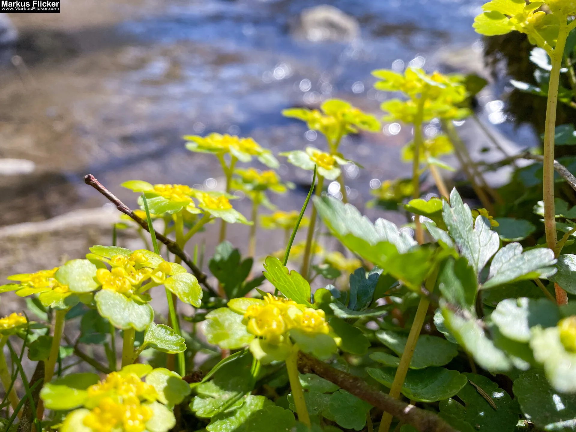 Fotografieren und Filmen im Frühling kreative Fotos und Videos. Fotografieren und Filmen mit dem Smartphone: Bessere Fotos und Videos mit dem Handy für Freizeit, Hobby und Business Fotografieren und Filmen im Frühling kreative Fotos und Videos mit Kamera und Smartphone. Fotografieren und Filmen mit dem Smartphone: Bessere Fotos und Videos mit dem Handy für Freizeit, Hobby und Business