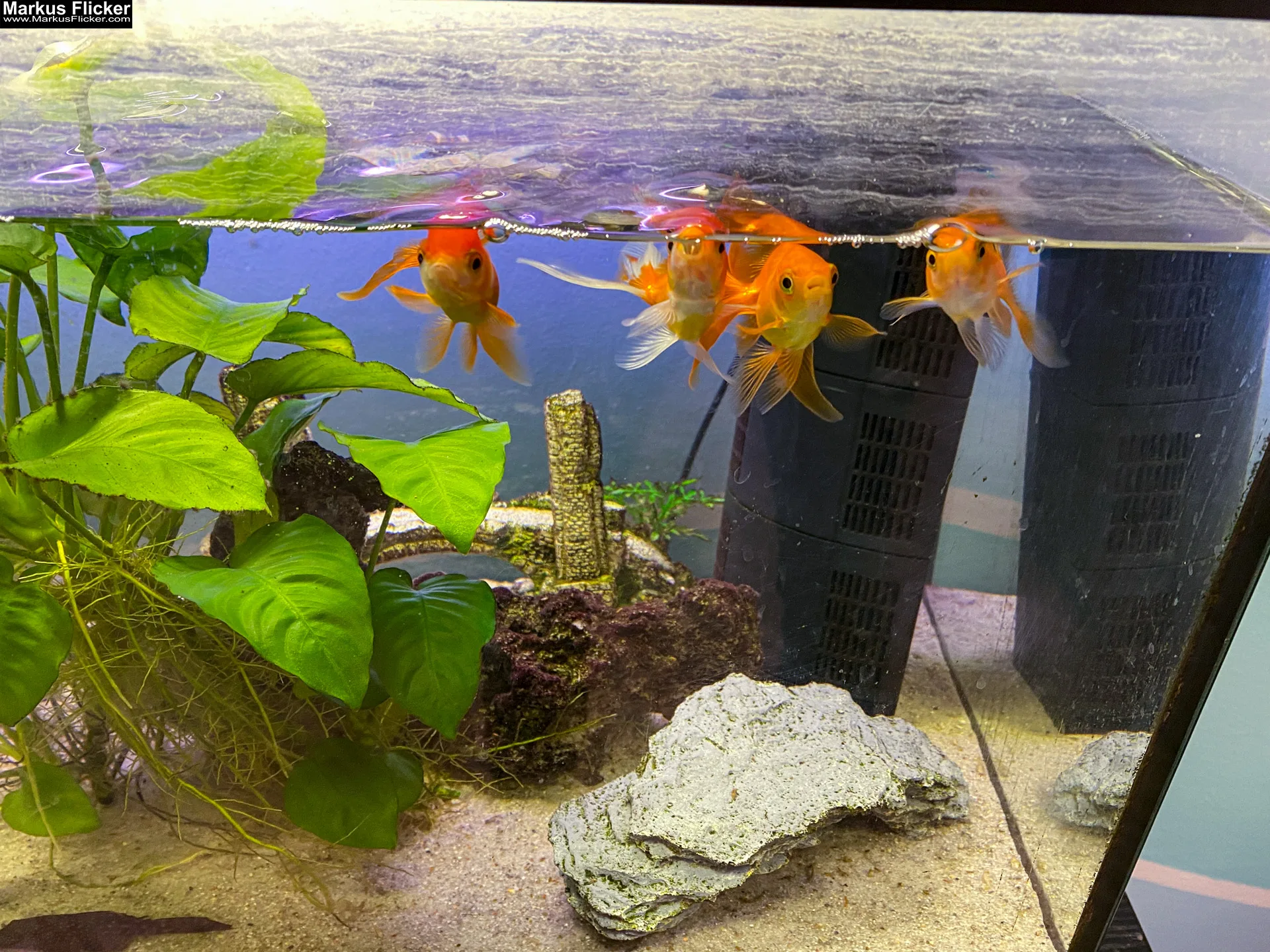 Fische im Aquarium durch Glas fotografieren und filmen. Tipps mit dem Smartphone durch eine Glasscheibe aufnehmen