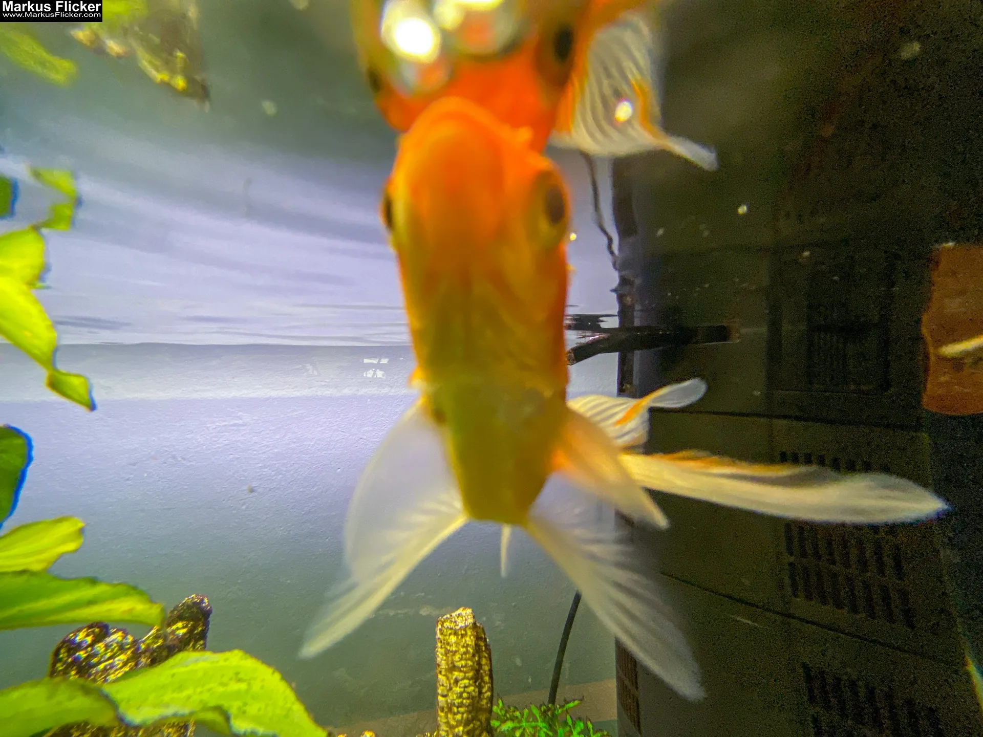 Fische im Aquarium durch Glas fotografieren und filmen. Tipps mit dem Smartphone durch eine Glasscheibe aufnehmen