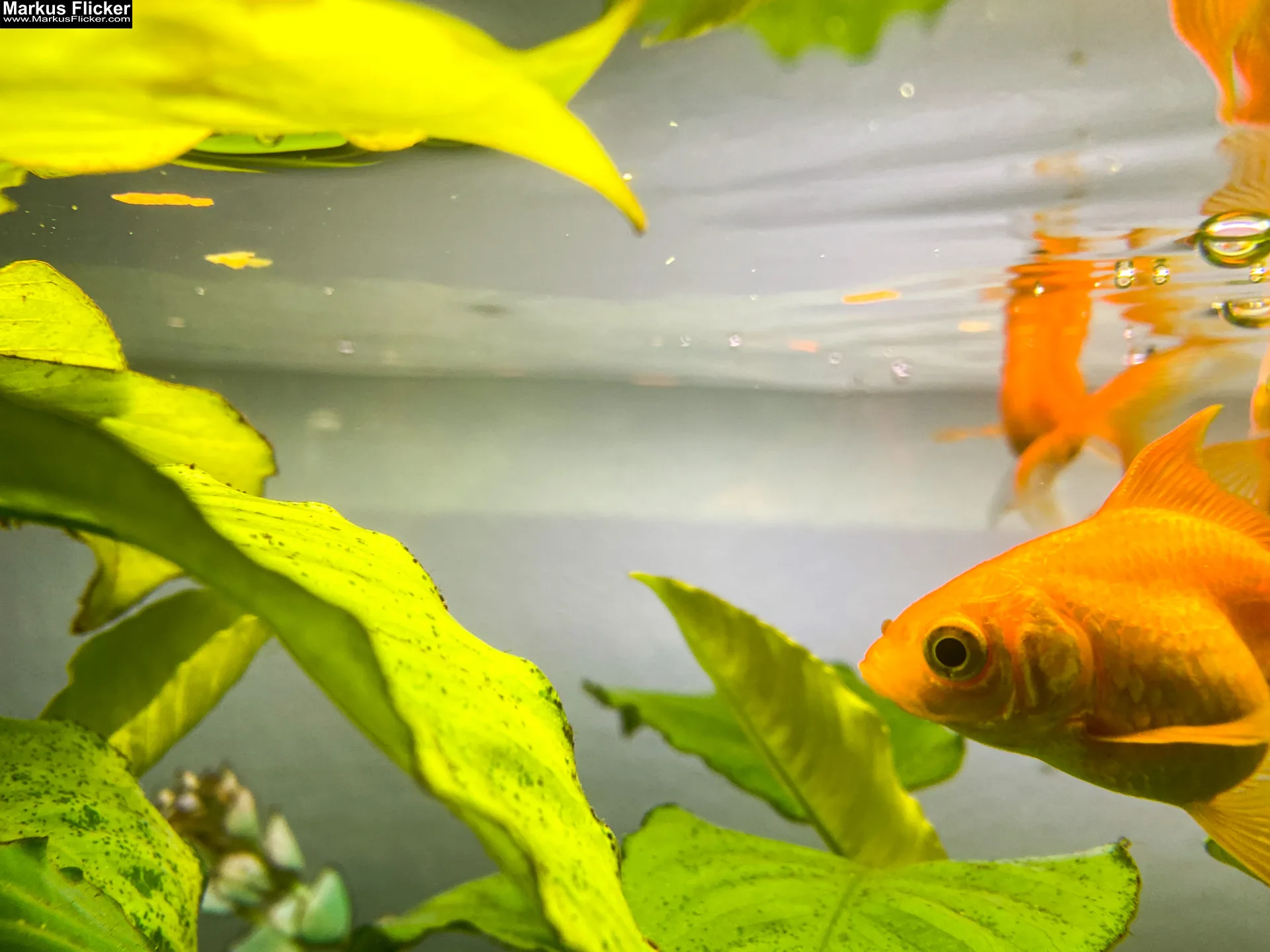 Fische im Aquarium durch Glas fotografieren und filmen. Tipps mit dem Smartphone durch eine Glasscheibe aufnehmen