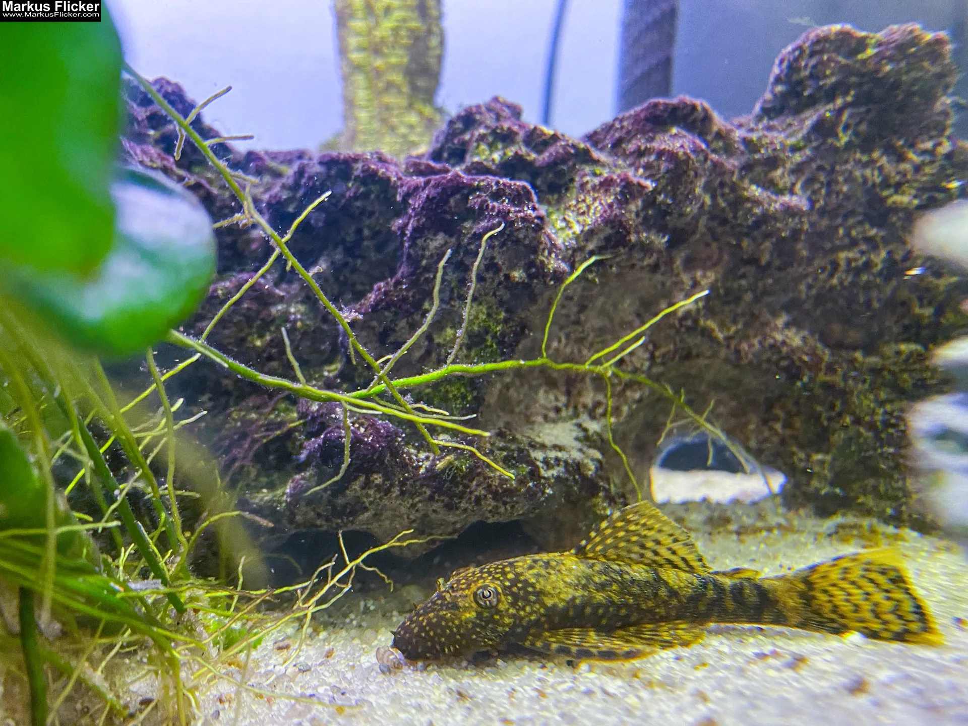 Fische im Aquarium durch Glas fotografieren und filmen. Tipps mit dem Smartphone durch eine Glasscheibe aufnehmen