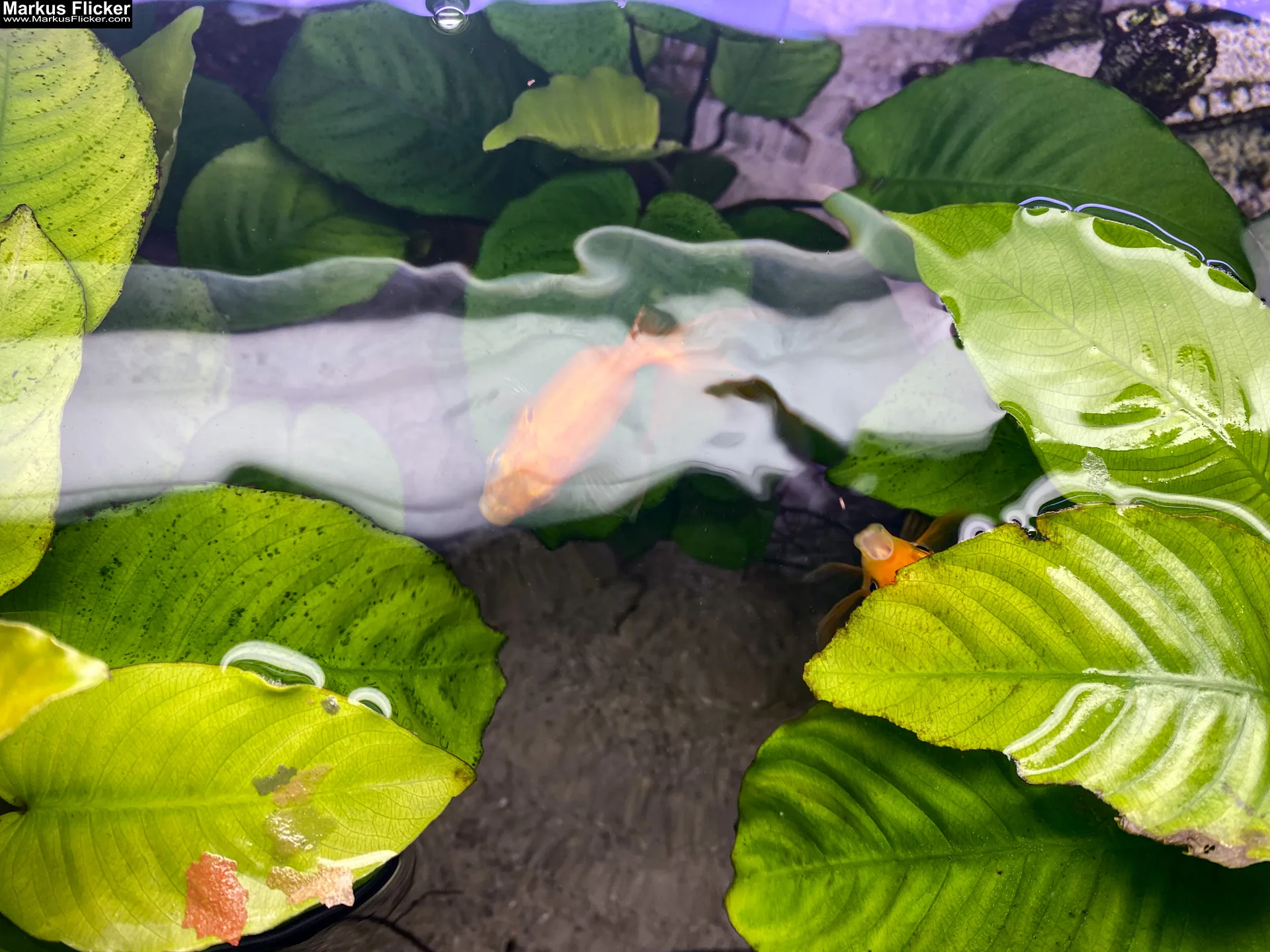 Fische im Aquarium durch Glas fotografieren und filmen. Tipps mit dem Smartphone durch eine Glasscheibe aufnehmen