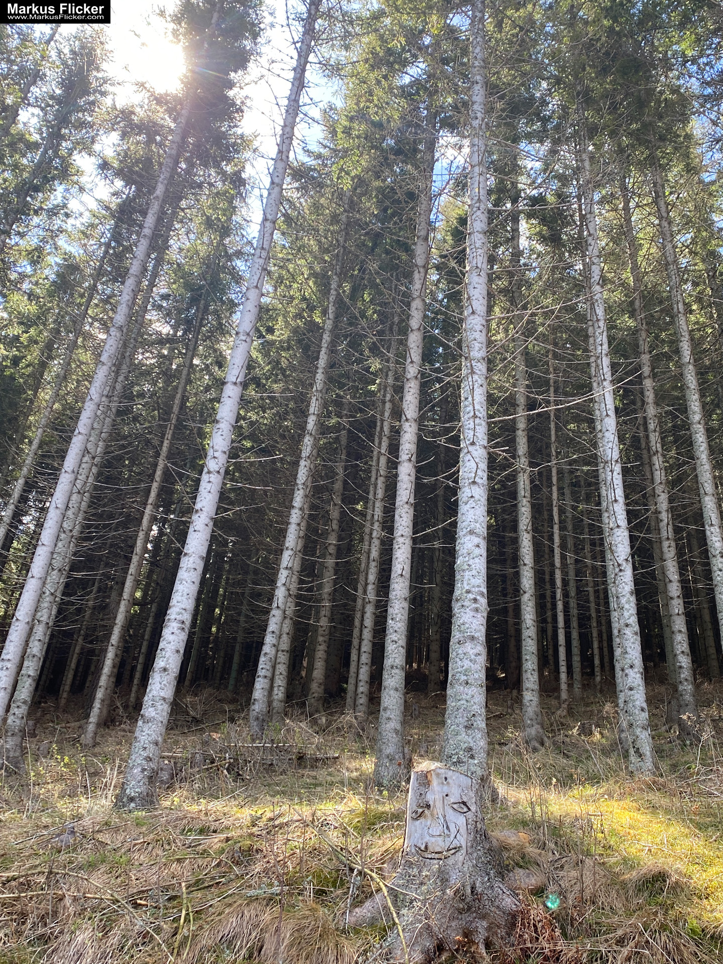 Genieße den wunderschönen Plankogel Rundwanderweg auf der Sommeralm im Almenland Steiermark Österreich bei einem entspannten Spaziergang mit dem Smartphone Genieße den wunderschönen Plankogel Rundwanderweg auf der Sommeralm im Almenland Steiermark Österreich bei einem entspannten Spaziergang mit dem Smartphone