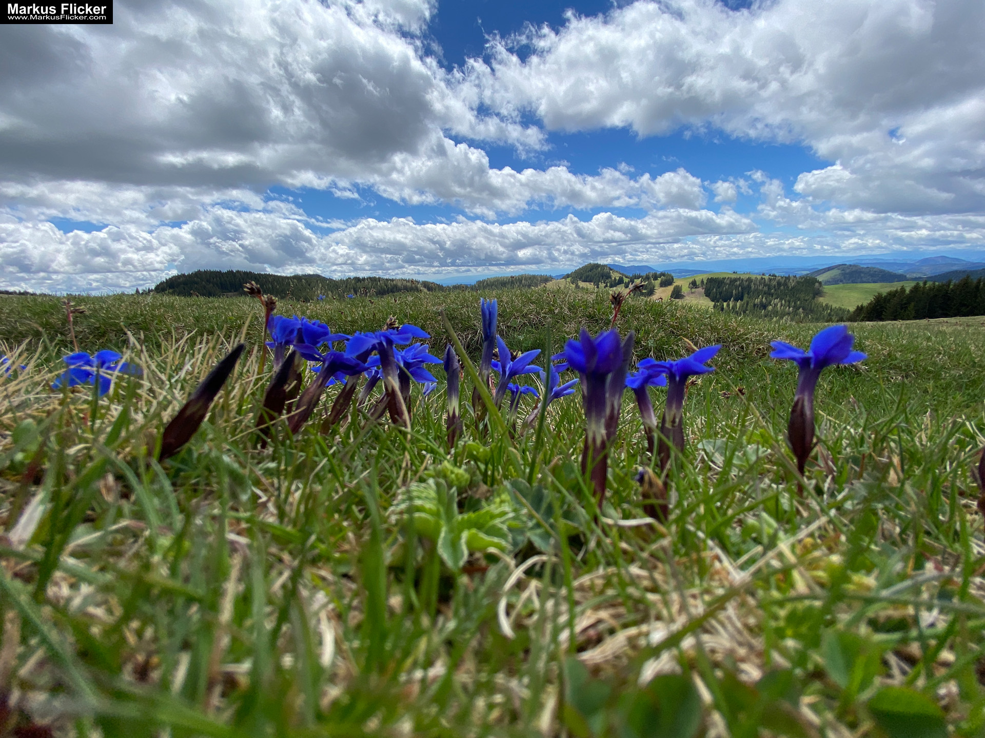 Genieße den wunderschönen Plankogel Rundwanderweg auf der Sommeralm im Almenland Steiermark Österreich bei einem entspannten Spaziergang mit dem Smartphone Genieße den wunderschönen Plankogel Rundwanderweg auf der Sommeralm im Almenland Steiermark Österreich bei einem entspannten Spaziergang mit dem Smartphone