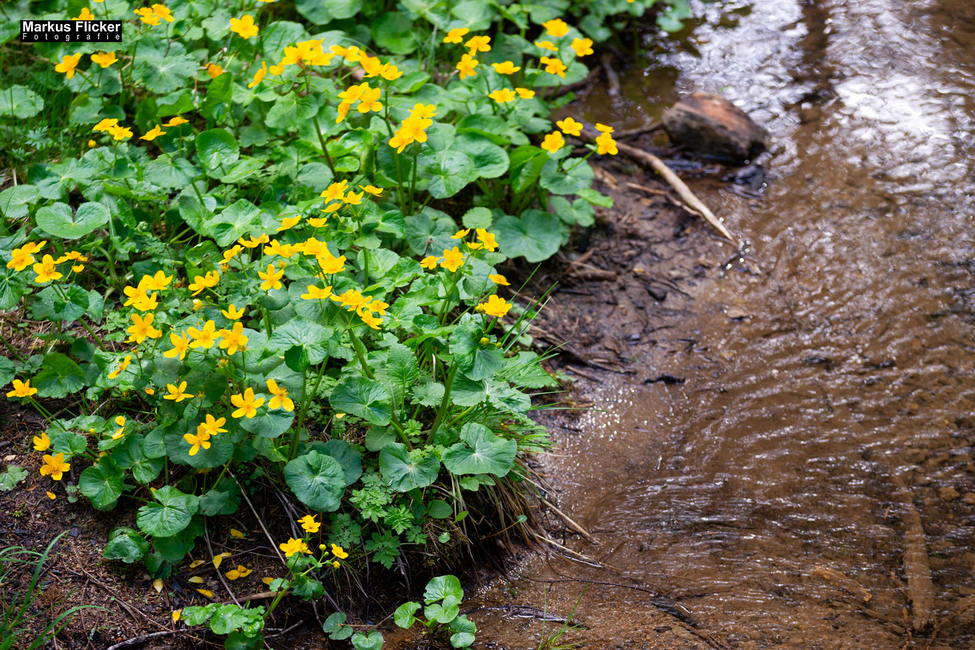 Moorlehrpfad auf der Teichalm Steiermark Almenland Österreich Moorlehrpfad auf der Teichalm Steiermark Almenland