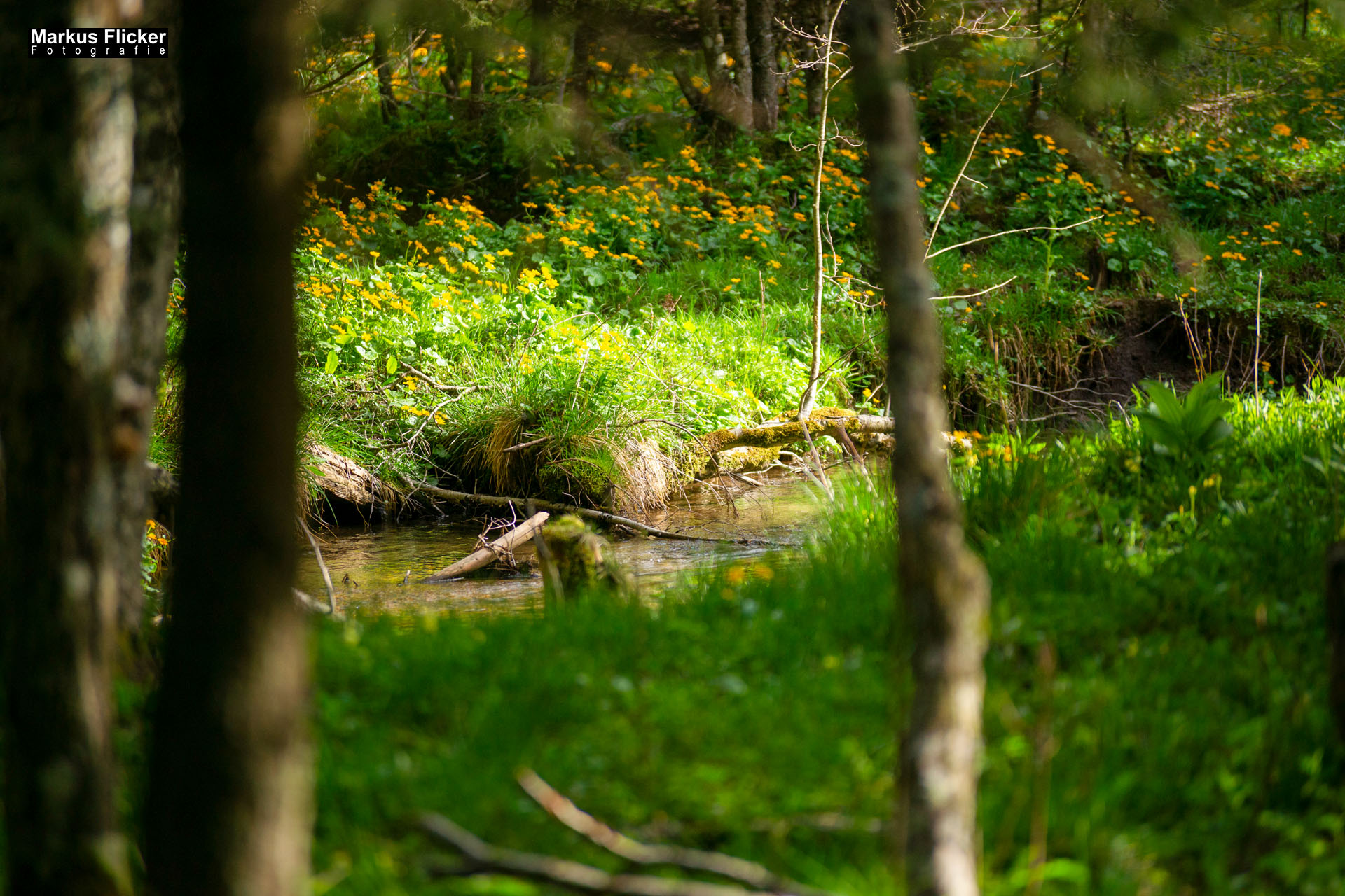 Moorlehrpfad auf der Teichalm Steiermark Almenland Österreich Moorlehrpfad auf der Teichalm Steiermark Almenland