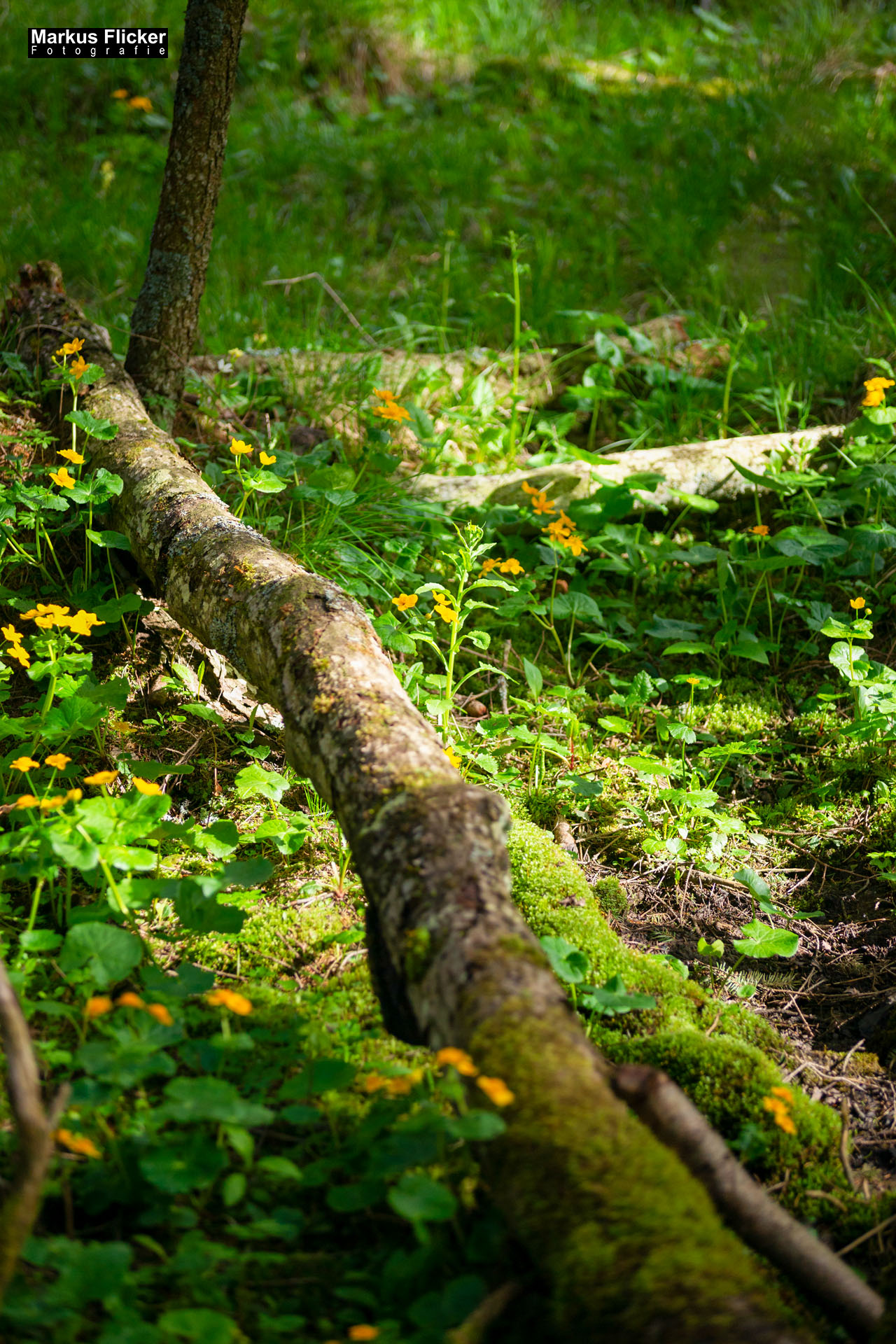 Moorlehrpfad auf der Teichalm Steiermark Almenland Österreich Moorlehrpfad auf der Teichalm Steiermark Almenland