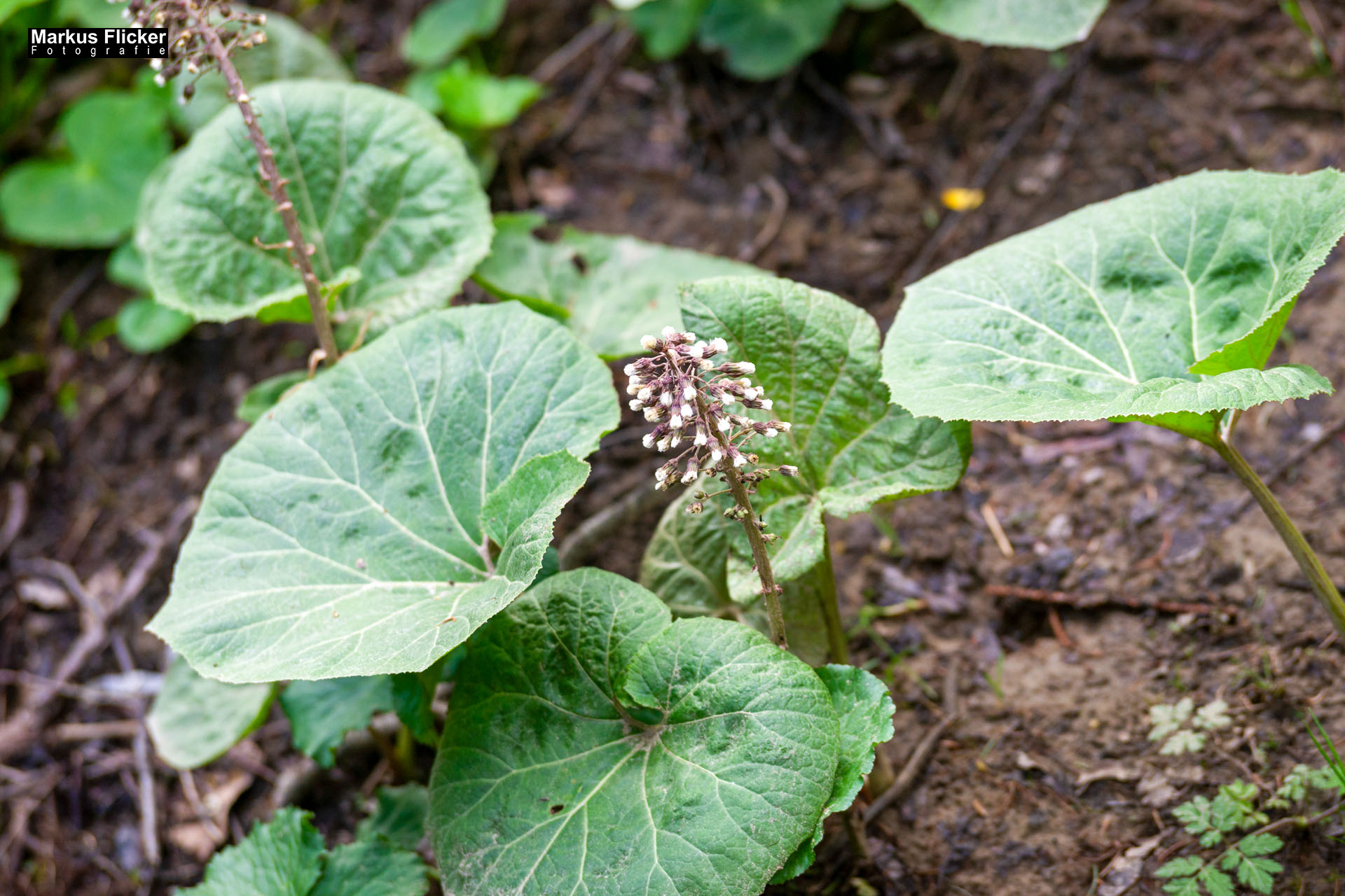 Moorlehrpfad auf der Teichalm Steiermark Almenland Österreich Moorlehrpfad auf der Teichalm Steiermark Almenland