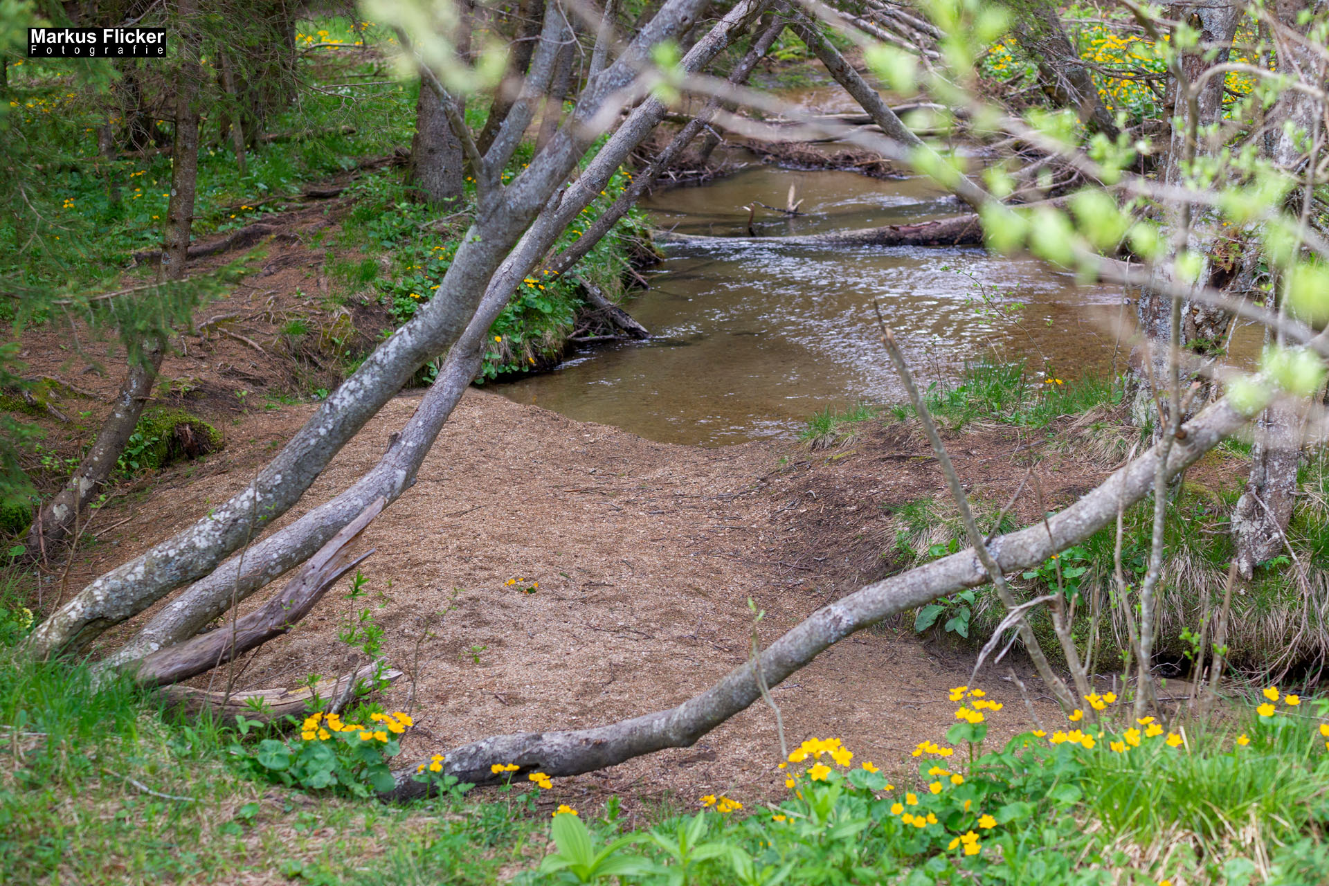 Moorlehrpfad auf der Teichalm Steiermark Almenland Österreich Moorlehrpfad auf der Teichalm Steiermark Almenland