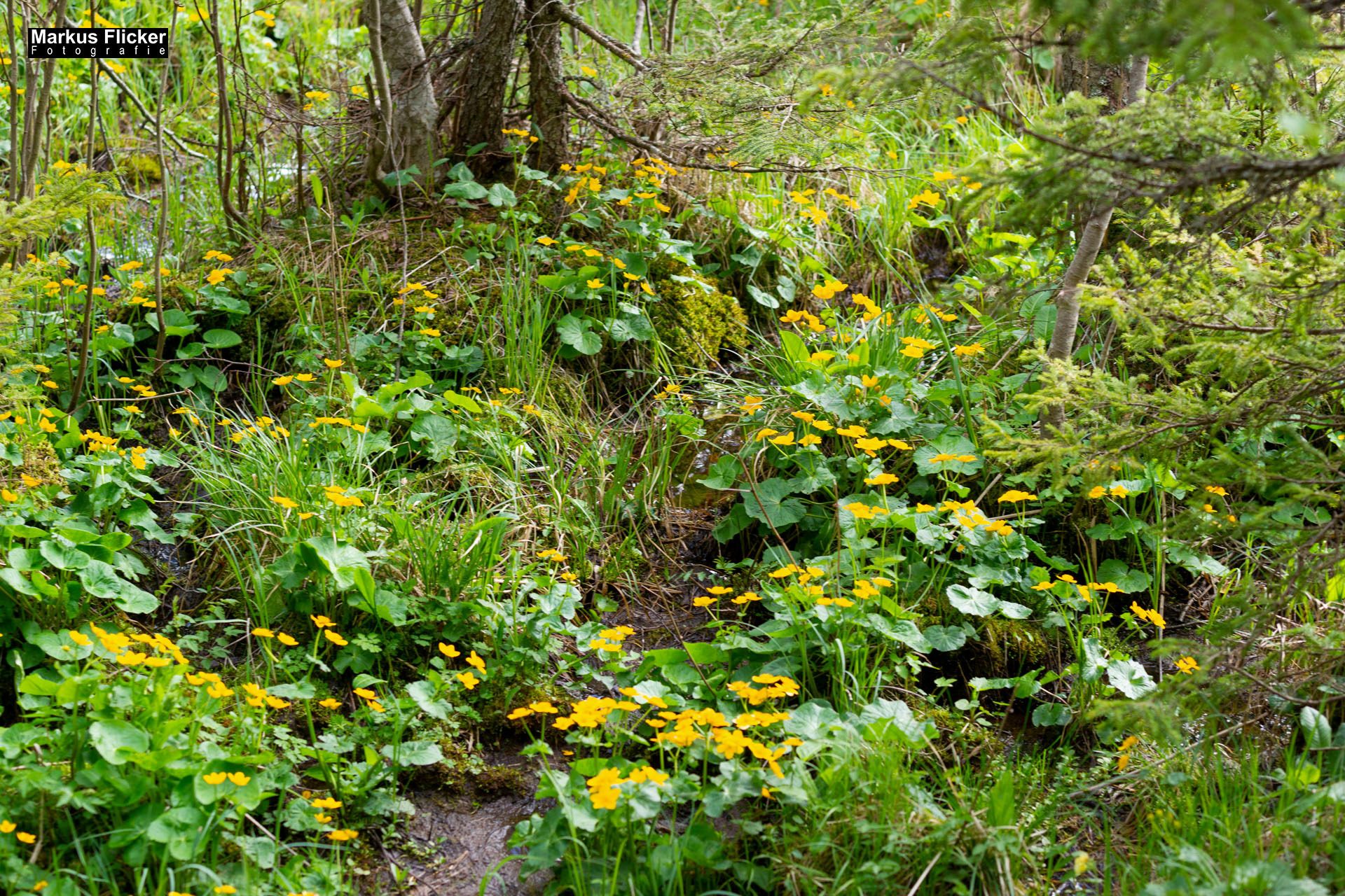 Moorlehrpfad auf der Teichalm Steiermark Almenland Österreich Moorlehrpfad auf der Teichalm Steiermark Almenland