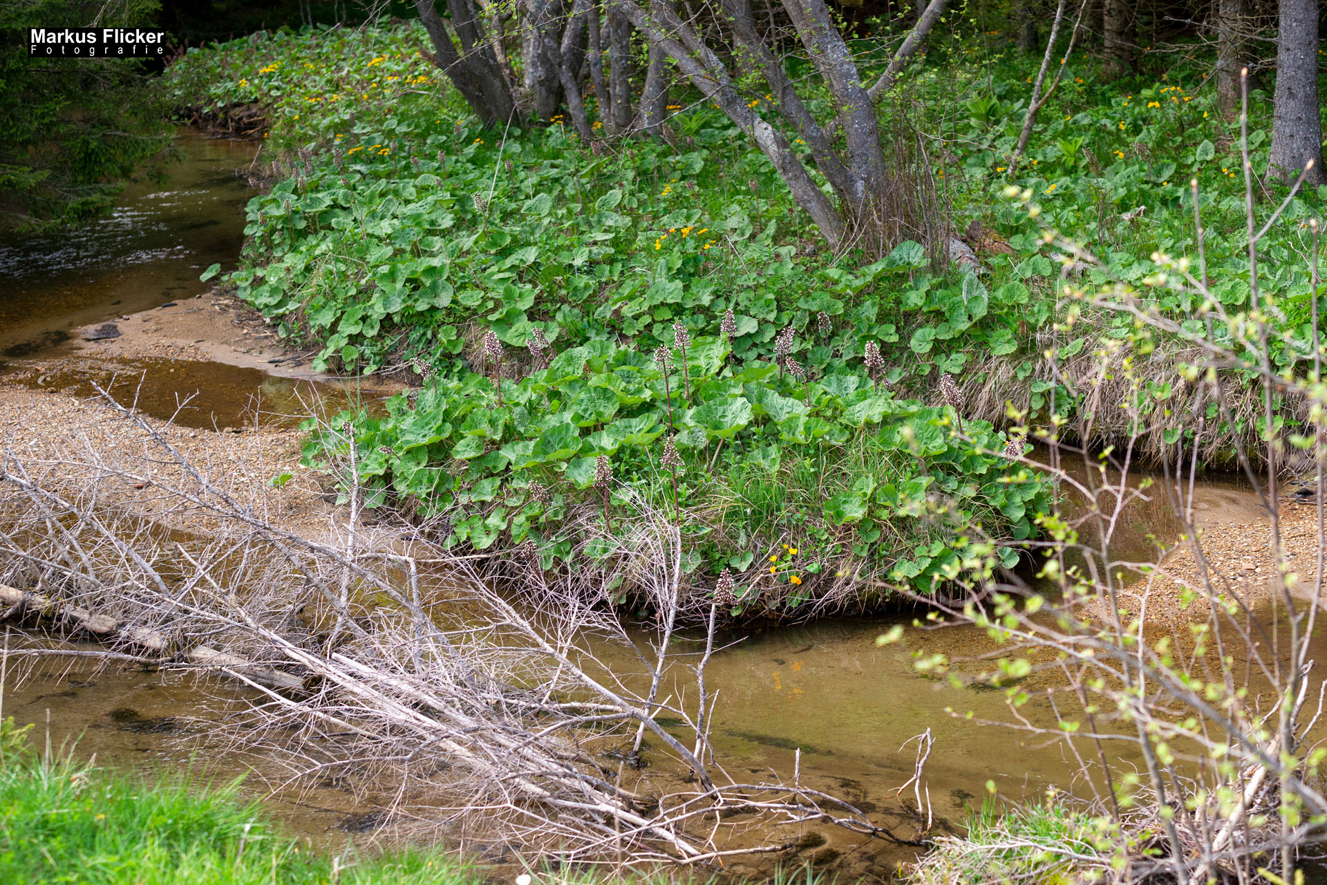 Moorlehrpfad auf der Teichalm Steiermark Almenland Österreich Moorlehrpfad auf der Teichalm Steiermark Almenland