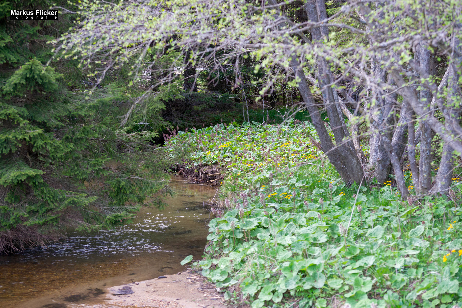 Moorlehrpfad auf der Teichalm Steiermark Almenland Österreich Moorlehrpfad auf der Teichalm Steiermark Almenland
