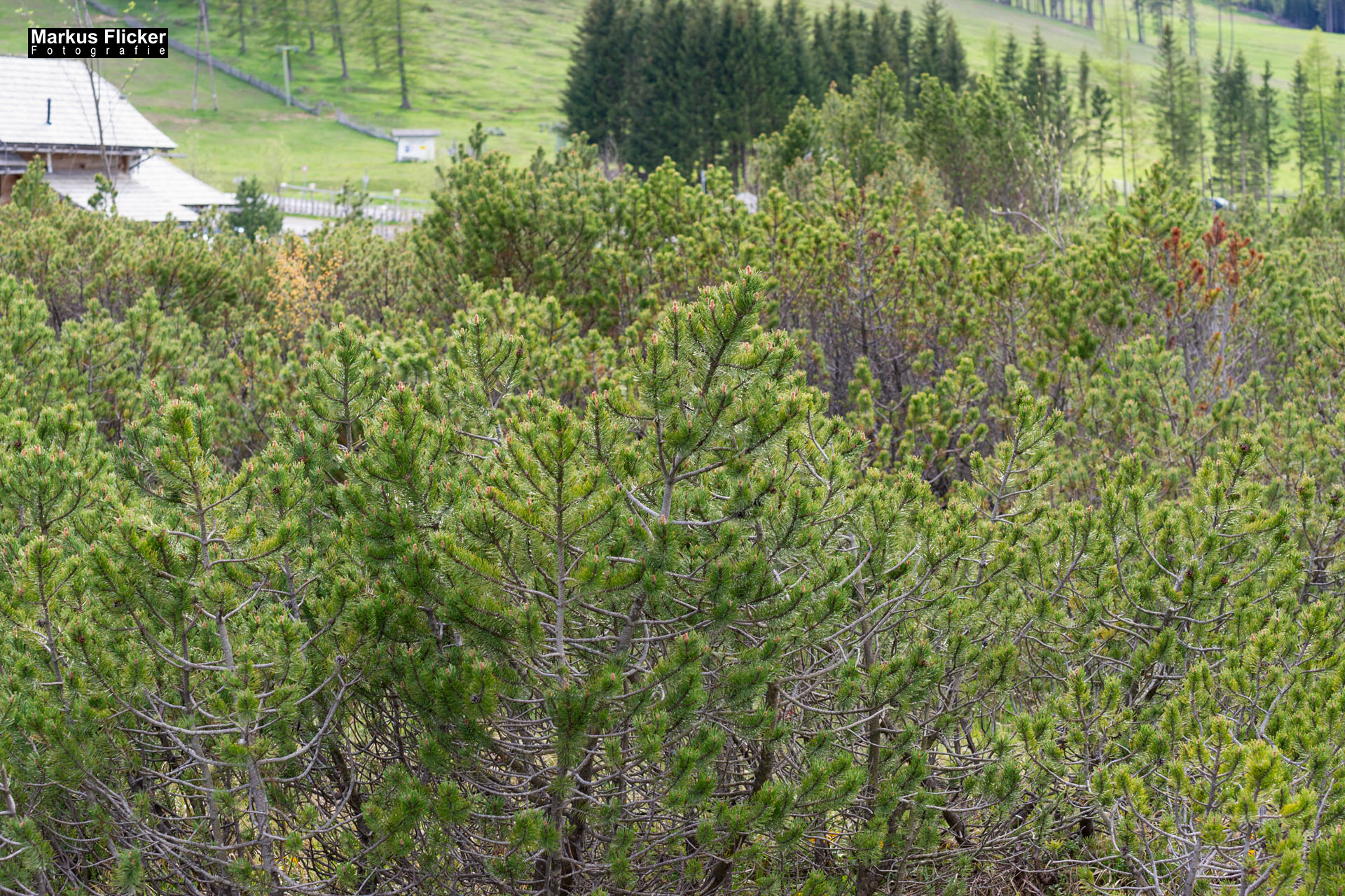 Moorlehrpfad auf der Teichalm Steiermark Almenland Österreich Moorlehrpfad auf der Teichalm Steiermark Almenland