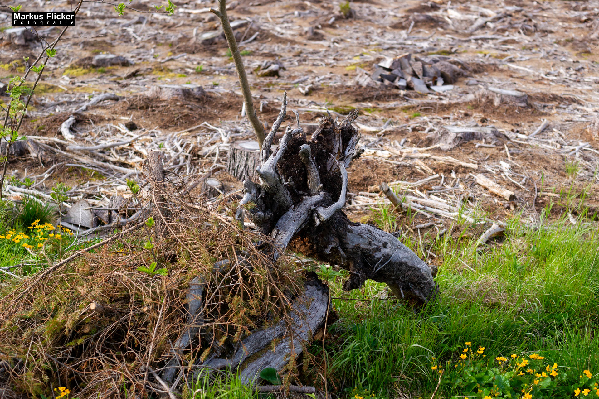 Moorlehrpfad auf der Teichalm Steiermark Almenland Österreich Moorlehrpfad auf der Teichalm Steiermark Almenland
