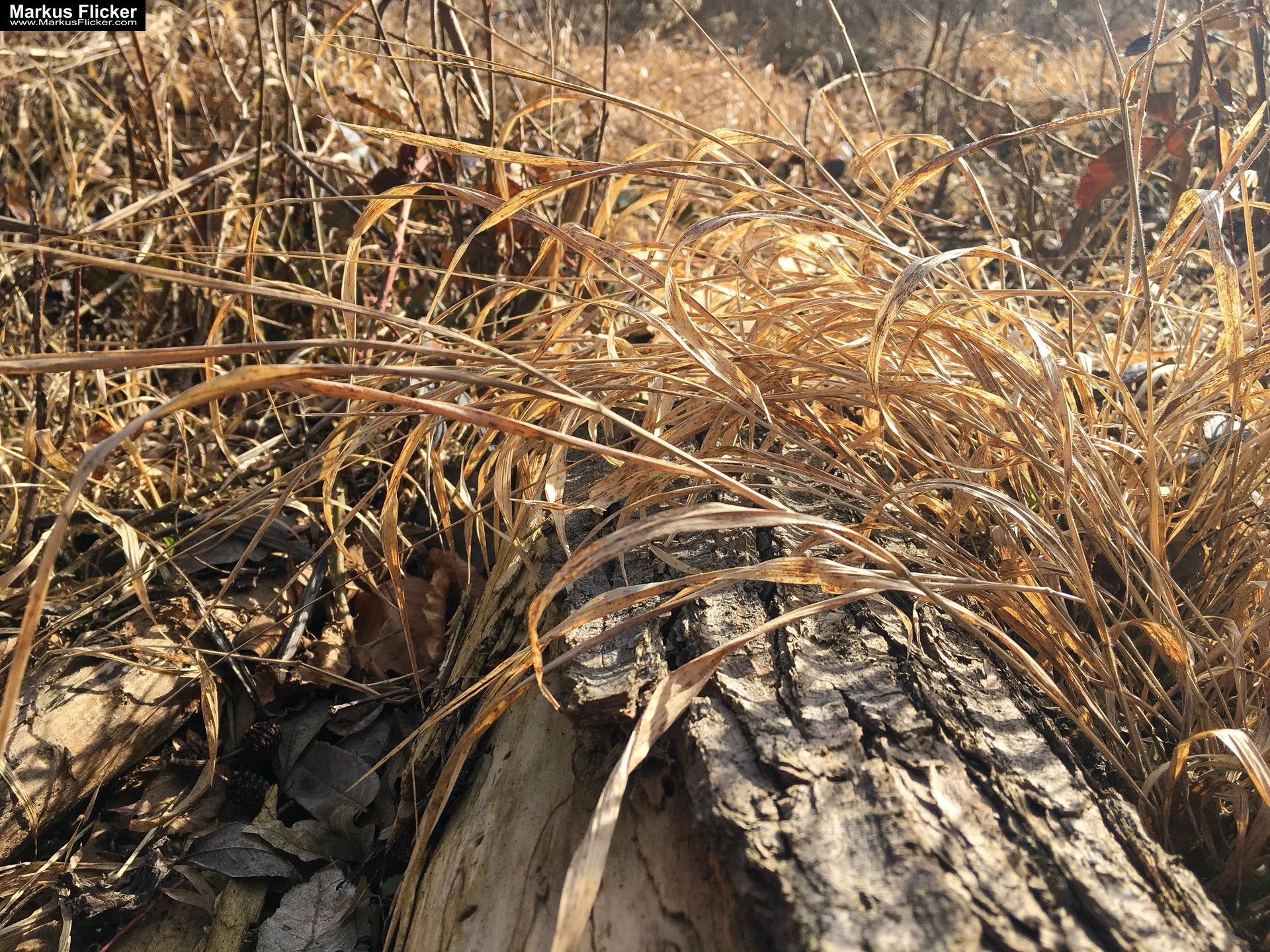 Eine kleine Reise in den eigenen 4 Wänden. Gedankenreise in gewohntem Umfeld. Komfortzone verlassen #GedankenZumLeben Eine kleine Reise in den eigenen 4 Wänden. Ein Spaziergang in meiner direkten Umgebung. Weiz. Steiermark. Reiseblog. Sucher suchen // Finder finden.