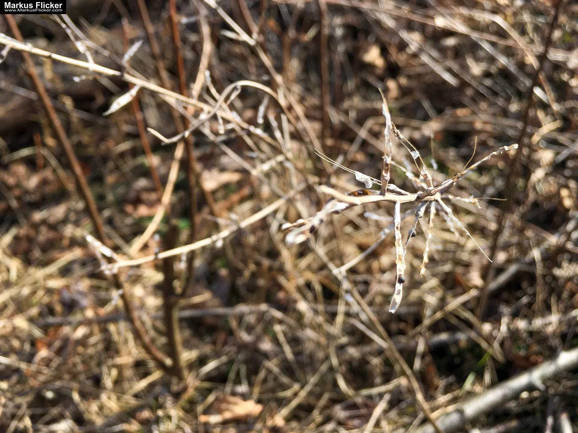 Eine kleine Reise in den eigenen 4 Wänden. Gedankenreise in gewohntem Umfeld. Komfortzone verlassen #GedankenZumLeben Eine kleine Reise in den eigenen 4 Wänden. Ein Spaziergang in meiner direkten Umgebung. Weiz. Steiermark. Reiseblog. Sucher suchen // Finder finden.