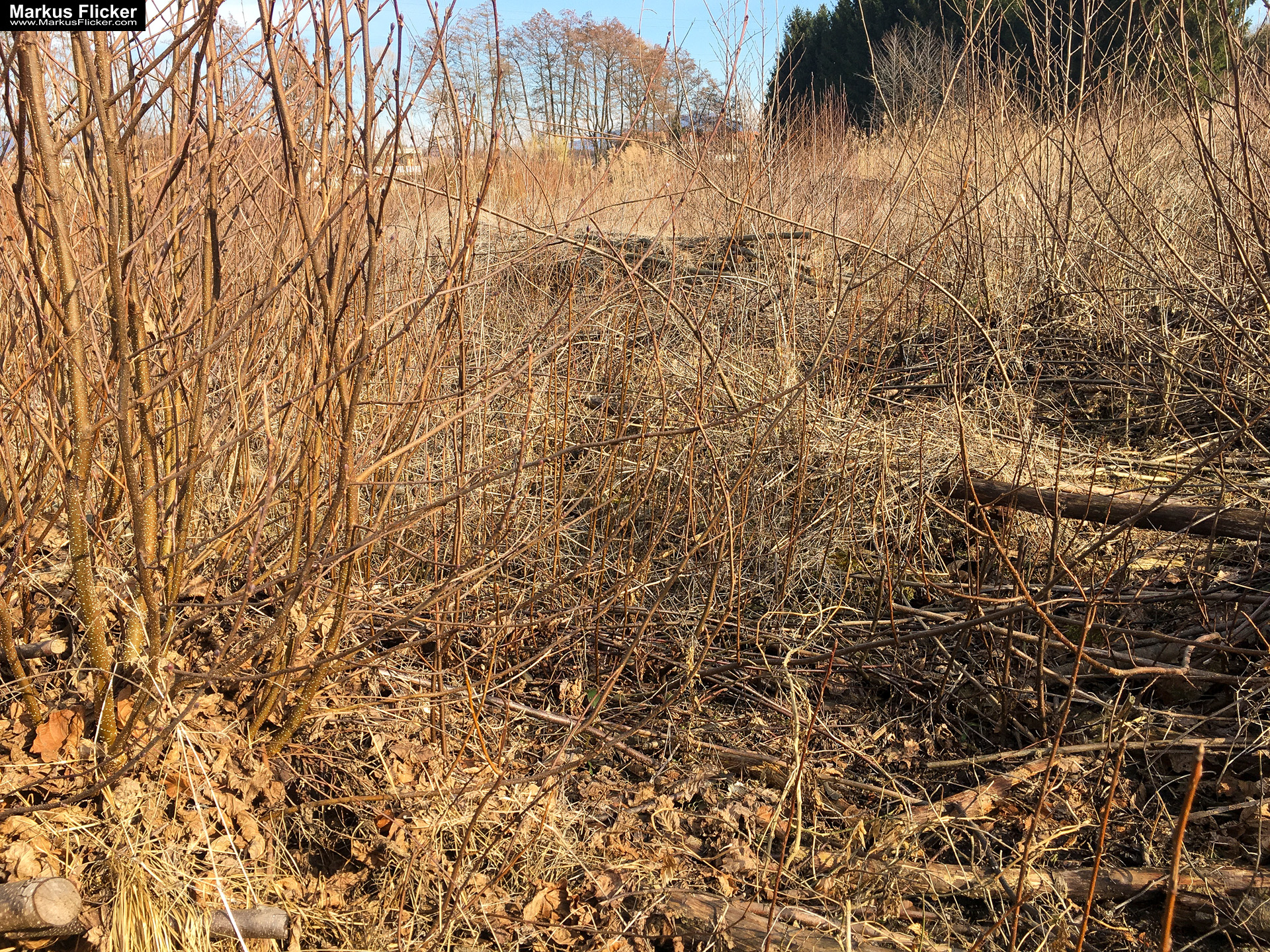 Eine kleine Reise in den eigenen 4 Wänden. Gedankenreise in gewohntem Umfeld. Komfortzone verlassen #GedankenZumLeben Eine kleine Reise in den eigenen 4 Wänden. Ein Spaziergang in meiner direkten Umgebung. Weiz. Steiermark. Reiseblog. Sucher suchen // Finder finden.