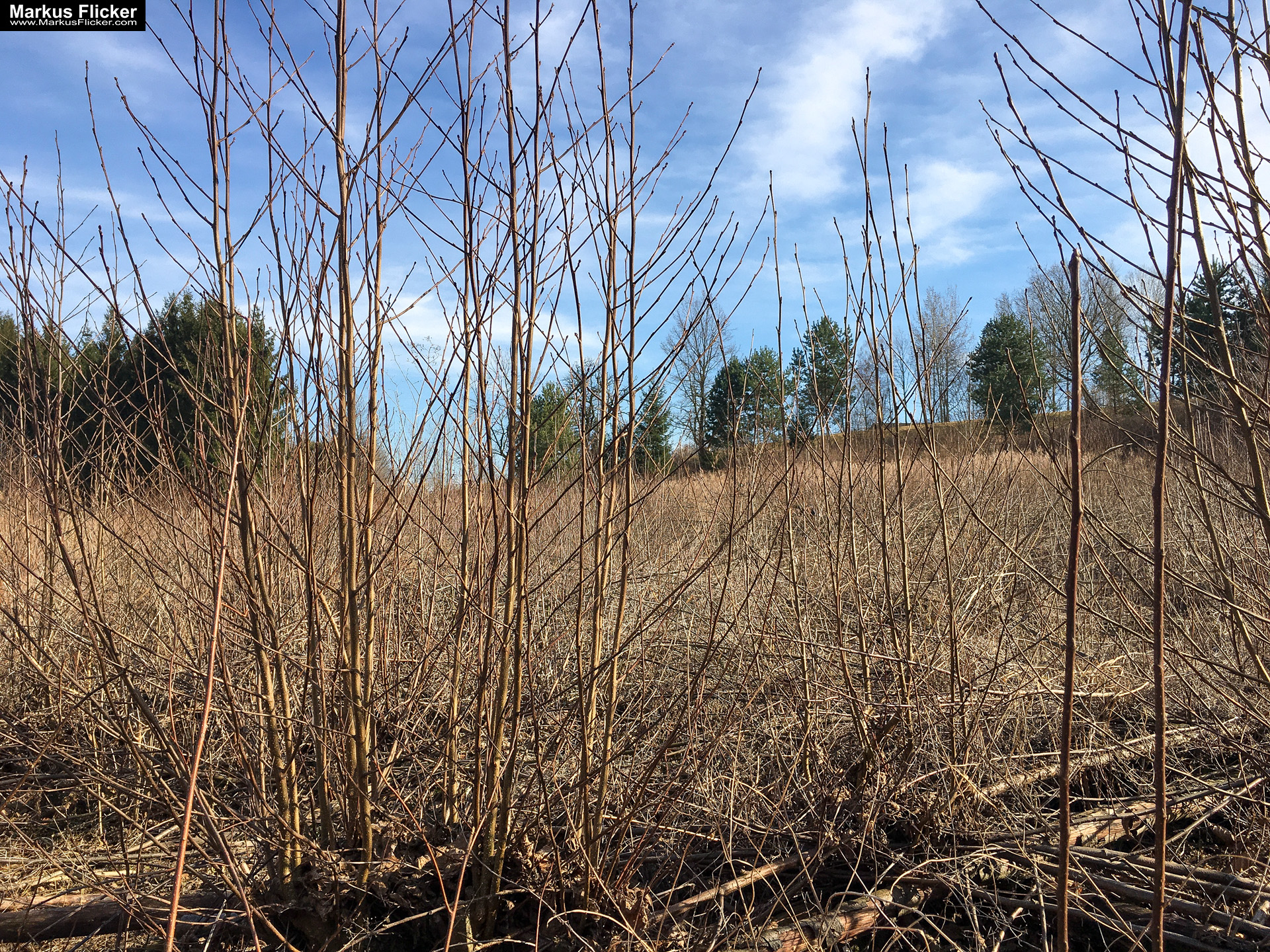 Eine kleine Reise in den eigenen 4 Wänden. Gedankenreise in gewohntem Umfeld. Komfortzone verlassen #GedankenZumLeben Eine kleine Reise in den eigenen 4 Wänden. Ein Spaziergang in meiner direkten Umgebung. Weiz. Steiermark. Reiseblog. Sucher suchen // Finder finden.