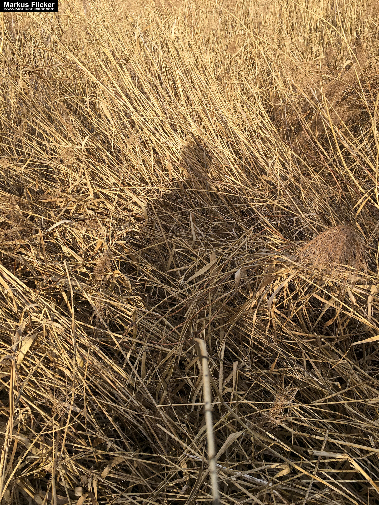 Eine kleine Reise in den eigenen 4 Wänden. Gedankenreise in gewohntem Umfeld. Komfortzone verlassen #GedankenZumLeben Eine kleine Reise in den eigenen 4 Wänden. Ein Spaziergang in meiner direkten Umgebung. Weiz. Steiermark. Reiseblog. Sucher suchen // Finder finden.