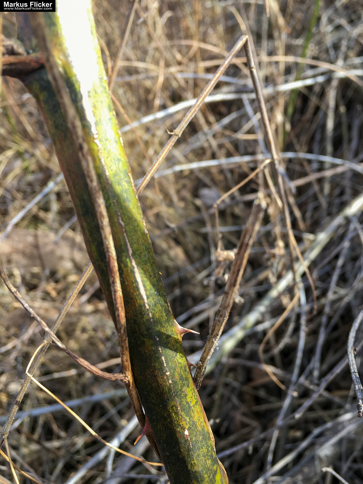 Eine kleine Reise in den eigenen 4 Wänden. Gedankenreise in gewohntem Umfeld. Komfortzone verlassen #GedankenZumLeben Eine kleine Reise in den eigenen 4 Wänden. Ein Spaziergang in meiner direkten Umgebung. Weiz. Steiermark. Reiseblog. Sucher suchen // Finder finden.