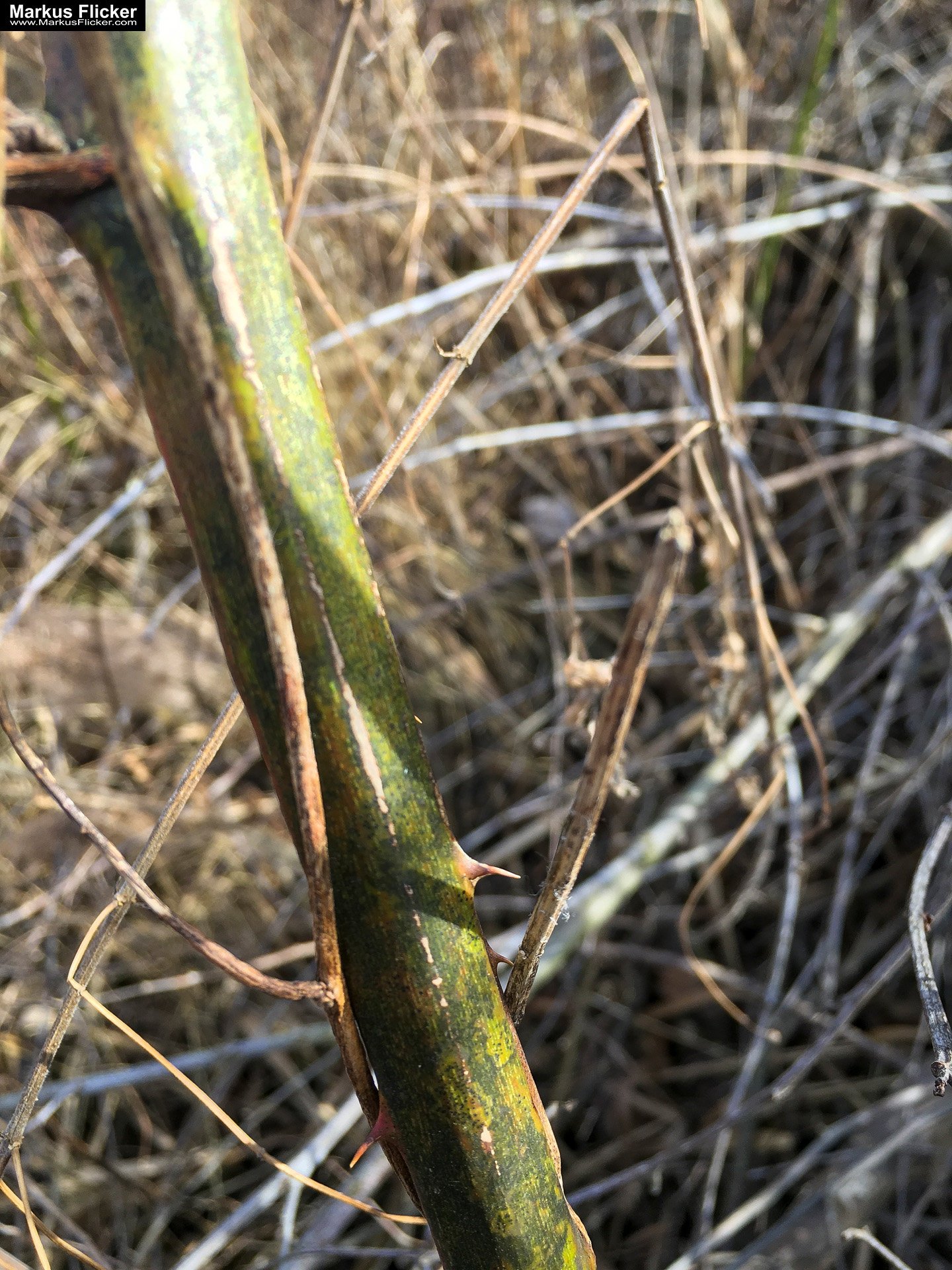 Eine kleine Reise in den eigenen 4 Wänden. Gedankenreise in gewohntem Umfeld. Komfortzone verlassen #GedankenZumLeben Eine kleine Reise in den eigenen 4 Wänden. Ein Spaziergang in meiner direkten Umgebung. Weiz. Steiermark. Reiseblog. Sucher suchen // Finder finden.