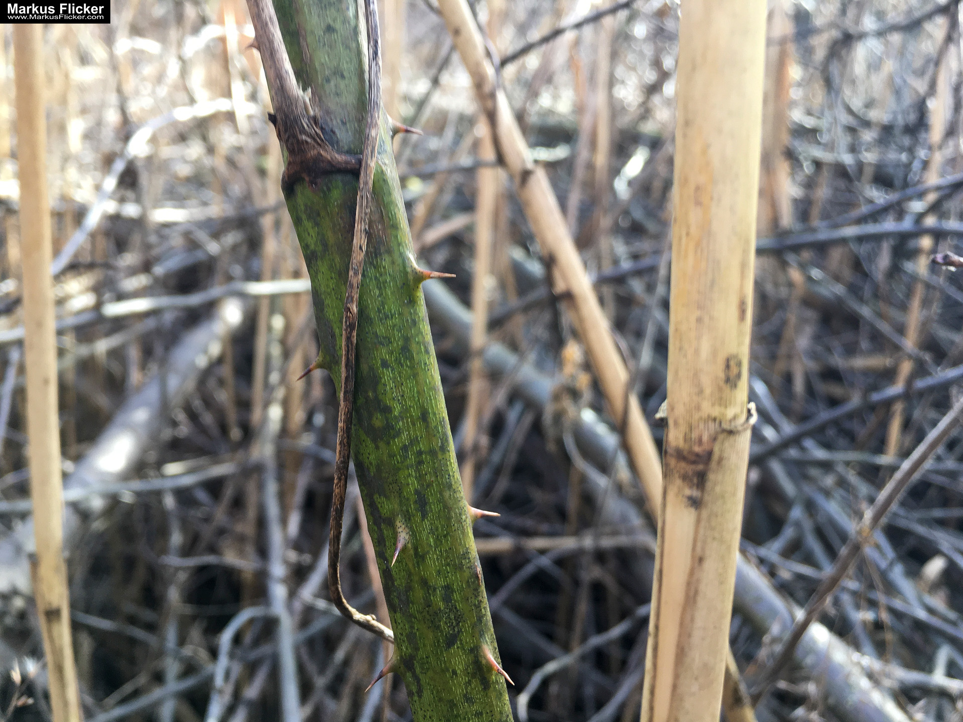 Eine kleine Reise in den eigenen 4 Wänden. Gedankenreise in gewohntem Umfeld. Komfortzone verlassen #GedankenZumLeben Eine kleine Reise in den eigenen 4 Wänden. Ein Spaziergang in meiner direkten Umgebung. Weiz. Steiermark. Reiseblog. Sucher suchen // Finder finden.