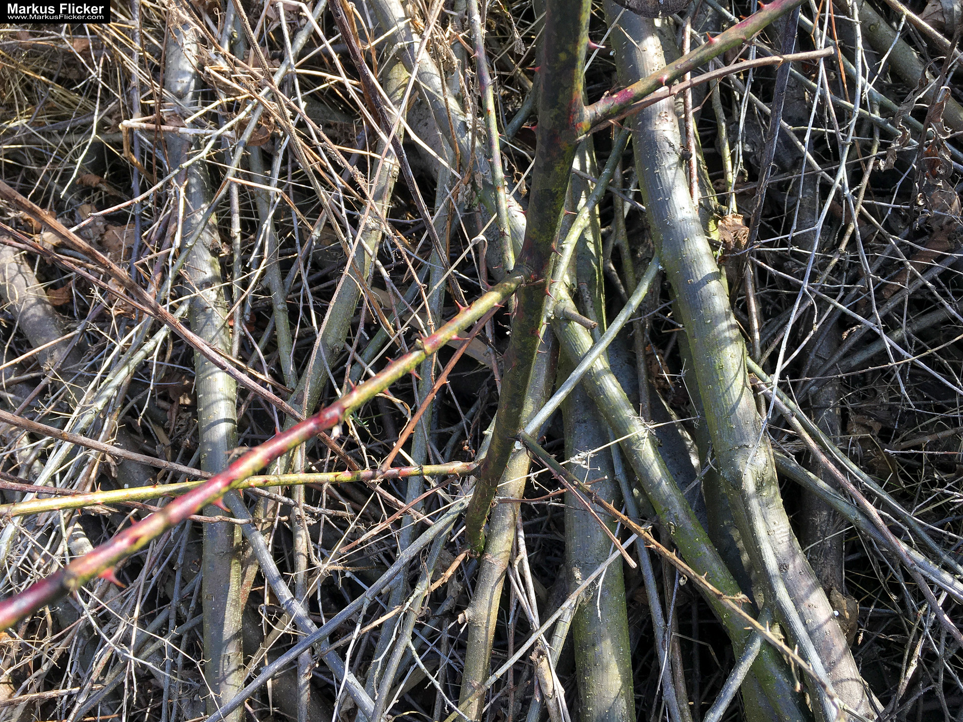 Eine kleine Reise in den eigenen 4 Wänden. Gedankenreise in gewohntem Umfeld. Komfortzone verlassen #GedankenZumLeben Eine kleine Reise in den eigenen 4 Wänden. Ein Spaziergang in meiner direkten Umgebung. Weiz. Steiermark. Reiseblog. Sucher suchen // Finder finden.