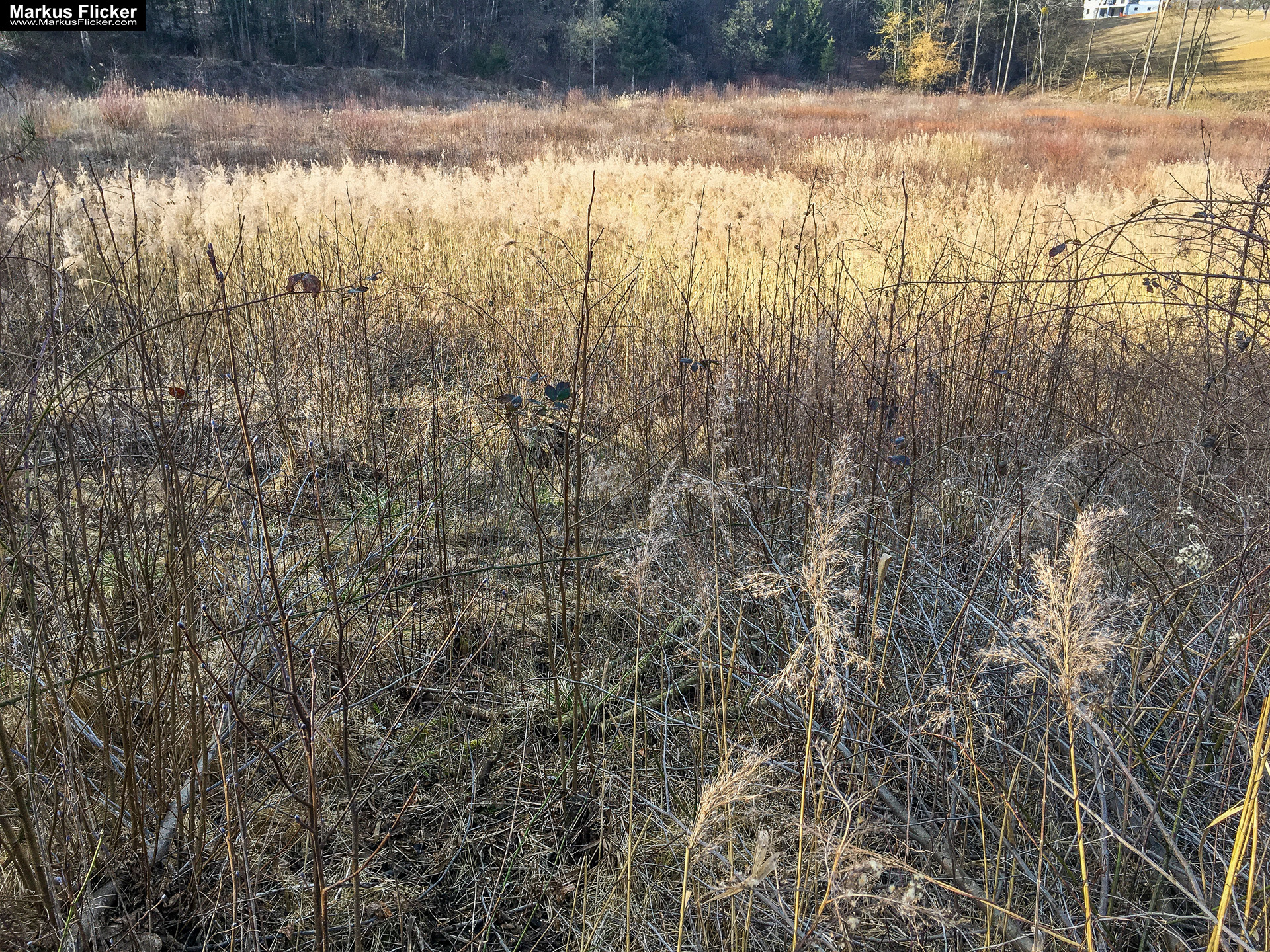 Eine kleine Reise in den eigenen 4 Wänden. Gedankenreise in gewohntem Umfeld. Komfortzone verlassen #GedankenZumLeben Eine kleine Reise in den eigenen 4 Wänden. Ein Spaziergang in meiner direkten Umgebung. Weiz. Steiermark. Reiseblog. Sucher suchen // Finder finden.