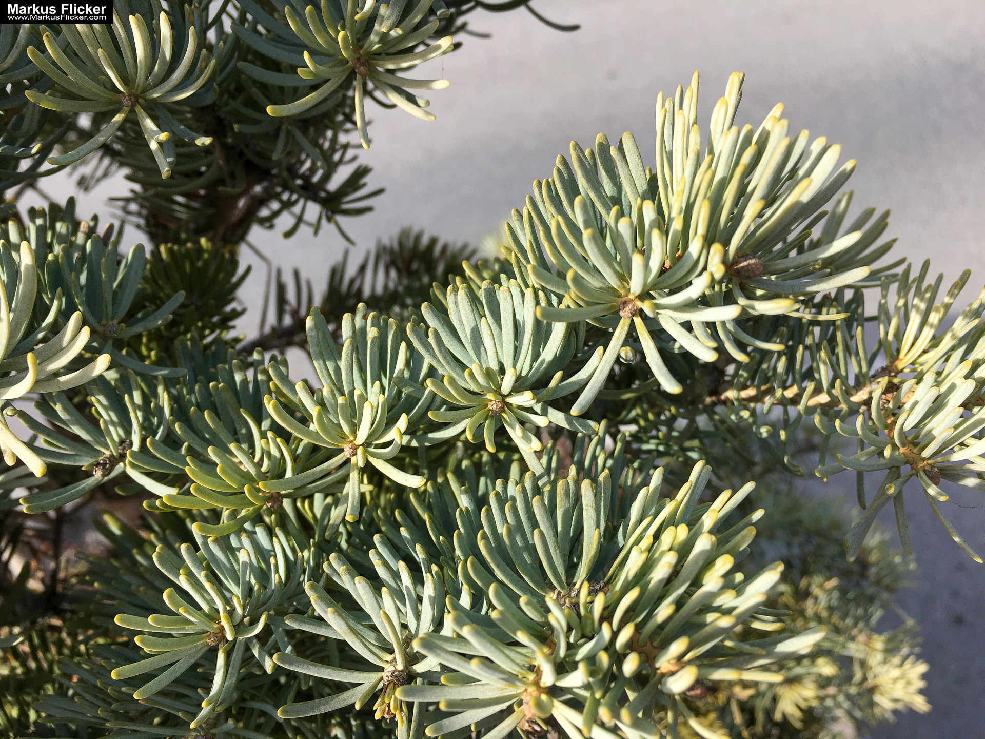 Eine kleine Reise in den eigenen 4 Wänden. Gedankenreise in gewohntem Umfeld. Komfortzone verlassen #GedankenZumLeben Eine kleine Reise in den eigenen 4 Wänden. Ein Spaziergang in meiner direkten Umgebung. Weiz. Steiermark. Reiseblog. Sucher suchen // Finder finden.