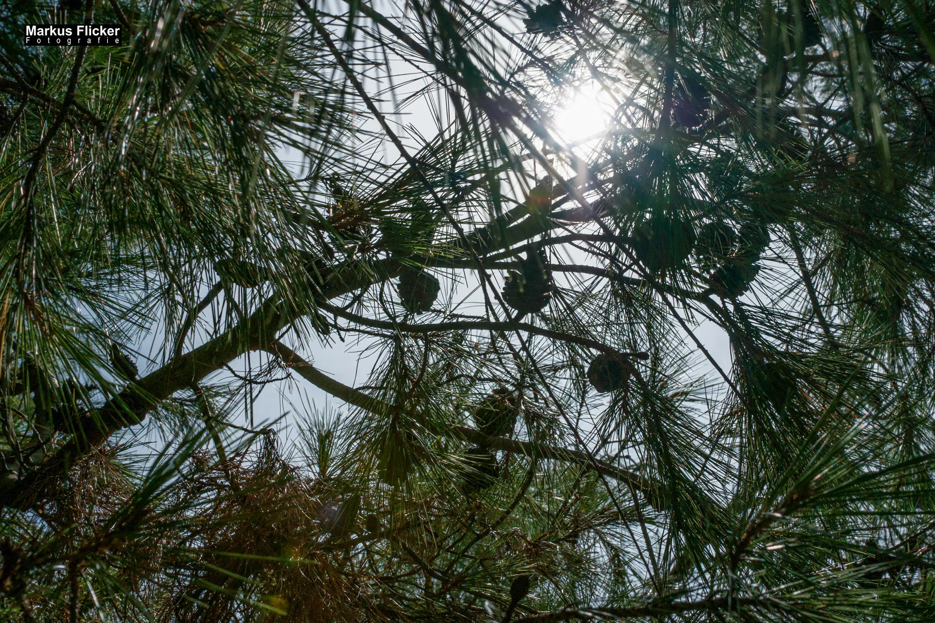 Portorož Slowenien Der charmante Hafen der Rose an der slowenischen Adria Portorož, der Hafen der Rose in Slowenien