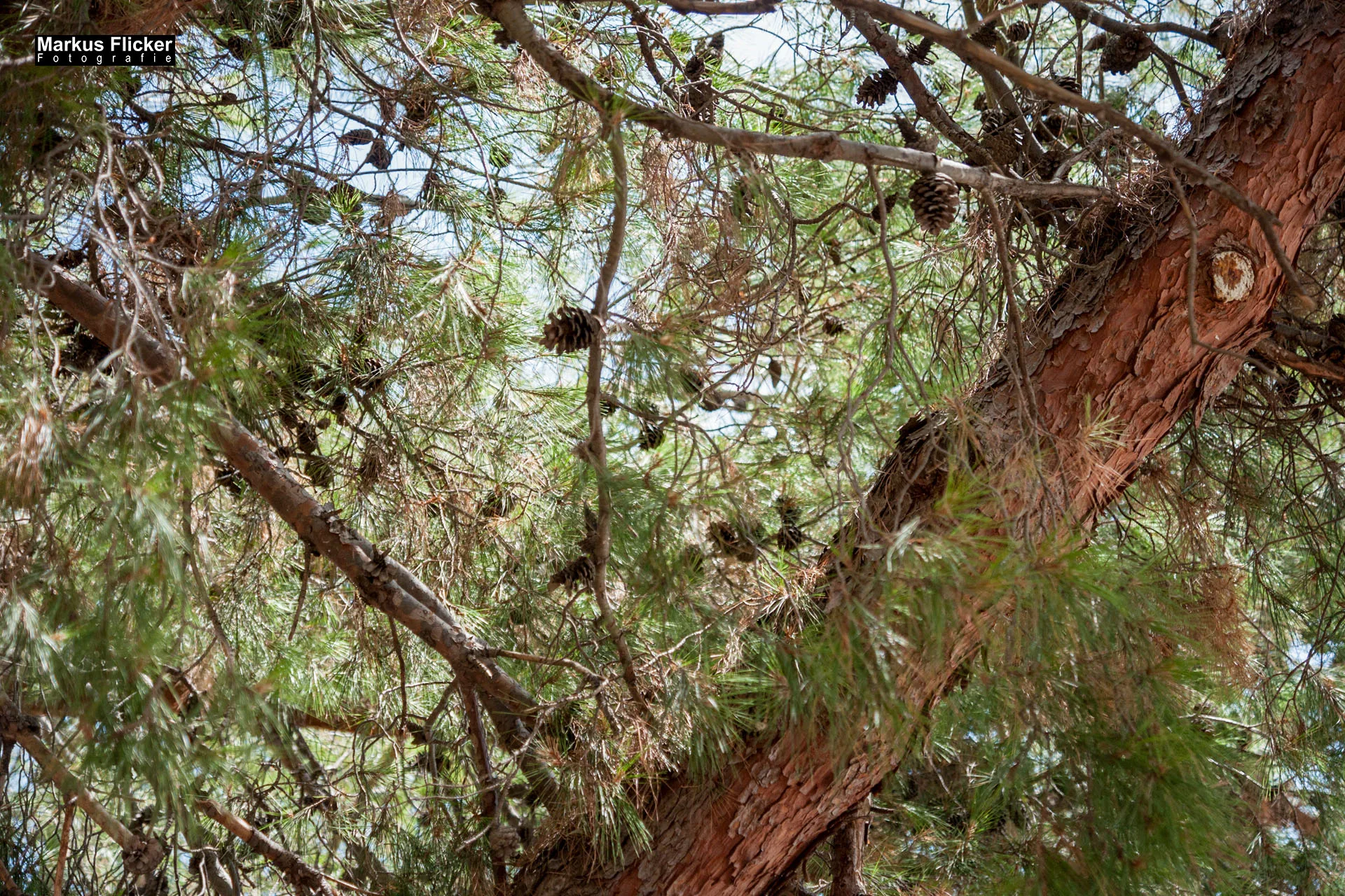 Portorož Slowenien Der charmante Hafen der Rose an der slowenischen Adria Portorož, der Hafen der Rose in Slowenien