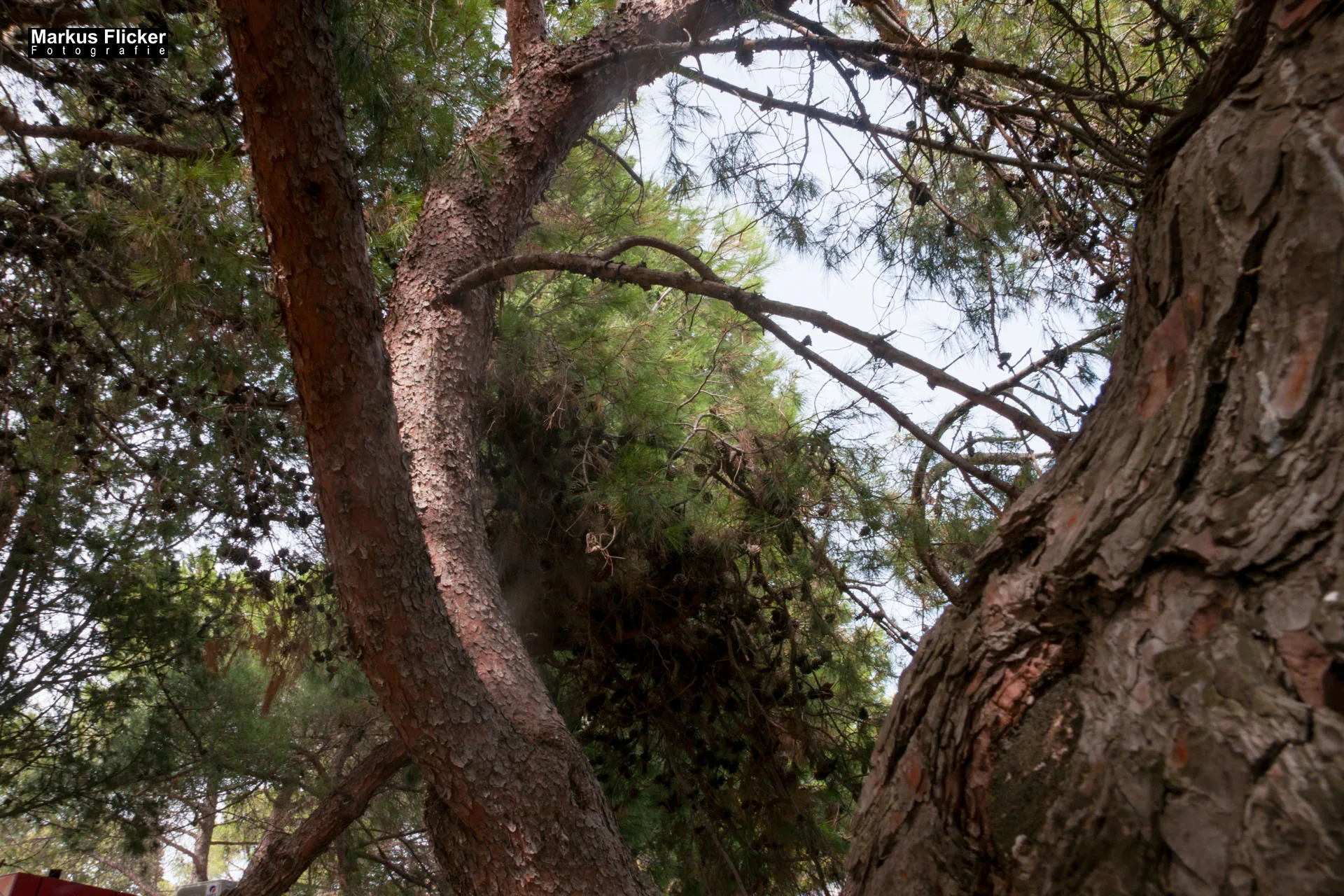 Portorož Slowenien Der charmante Hafen der Rose an der slowenischen Adria Portorož, der Hafen der Rose in Slowenien