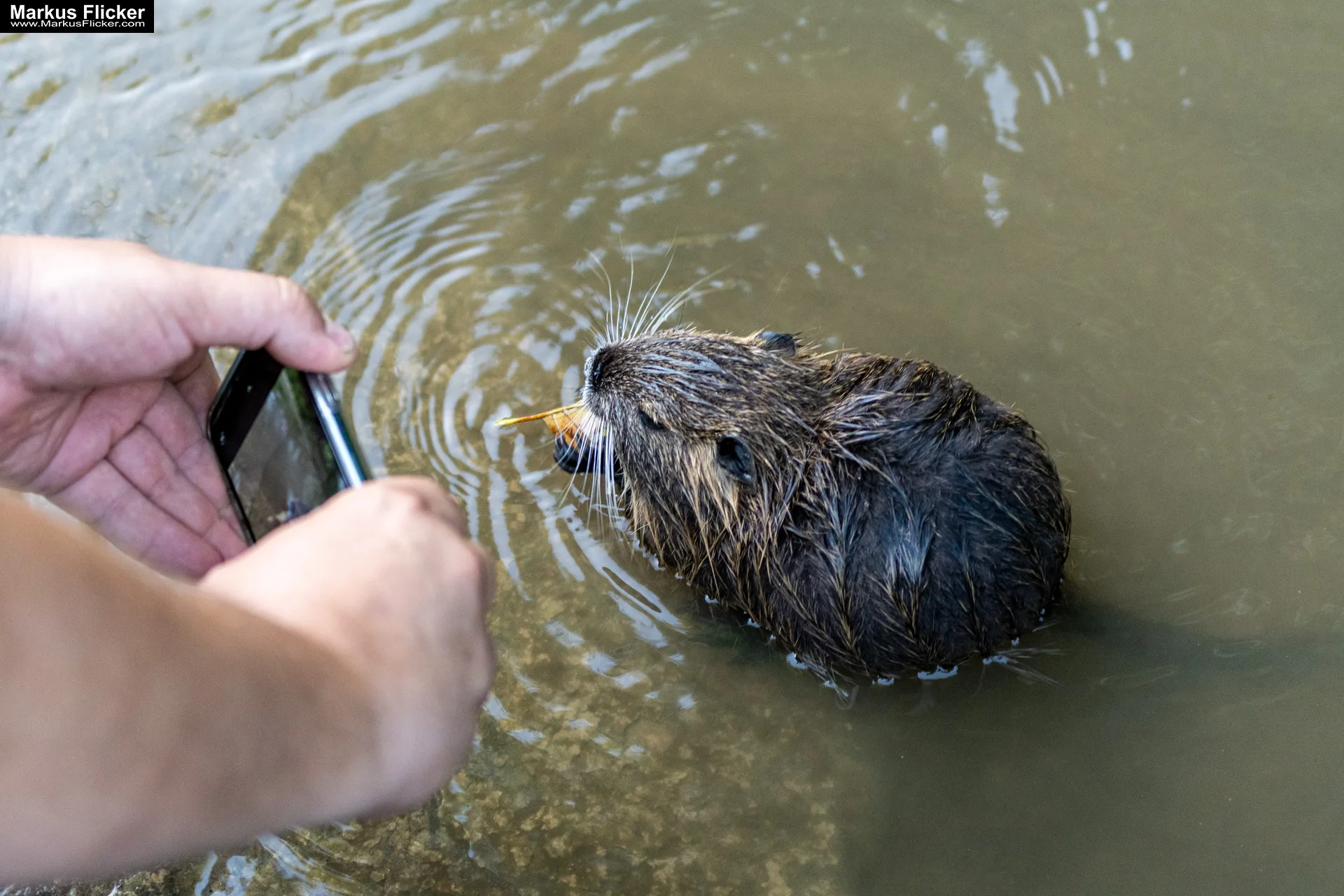 Nutria an der Raab in Gleisdorf Steiermark