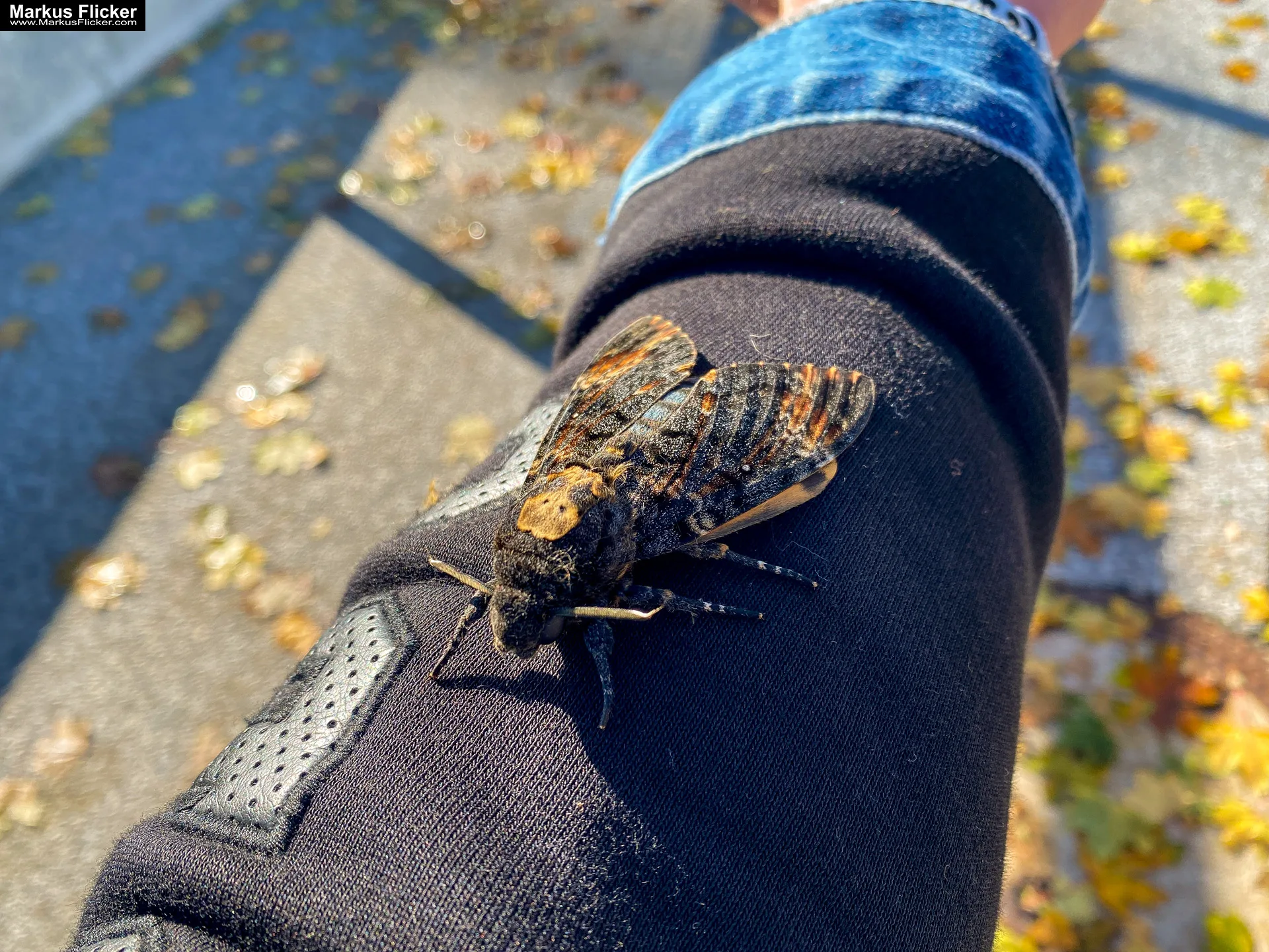 Totenkopfschwärmer Schmetterling Libelle fotografieren in der Natur mit dem Smartphone. Fotografieren und Filmen mit dem Smartphone: Bessere Fotos und Videos mit dem Handy für Freizeit, Hobby und Business
