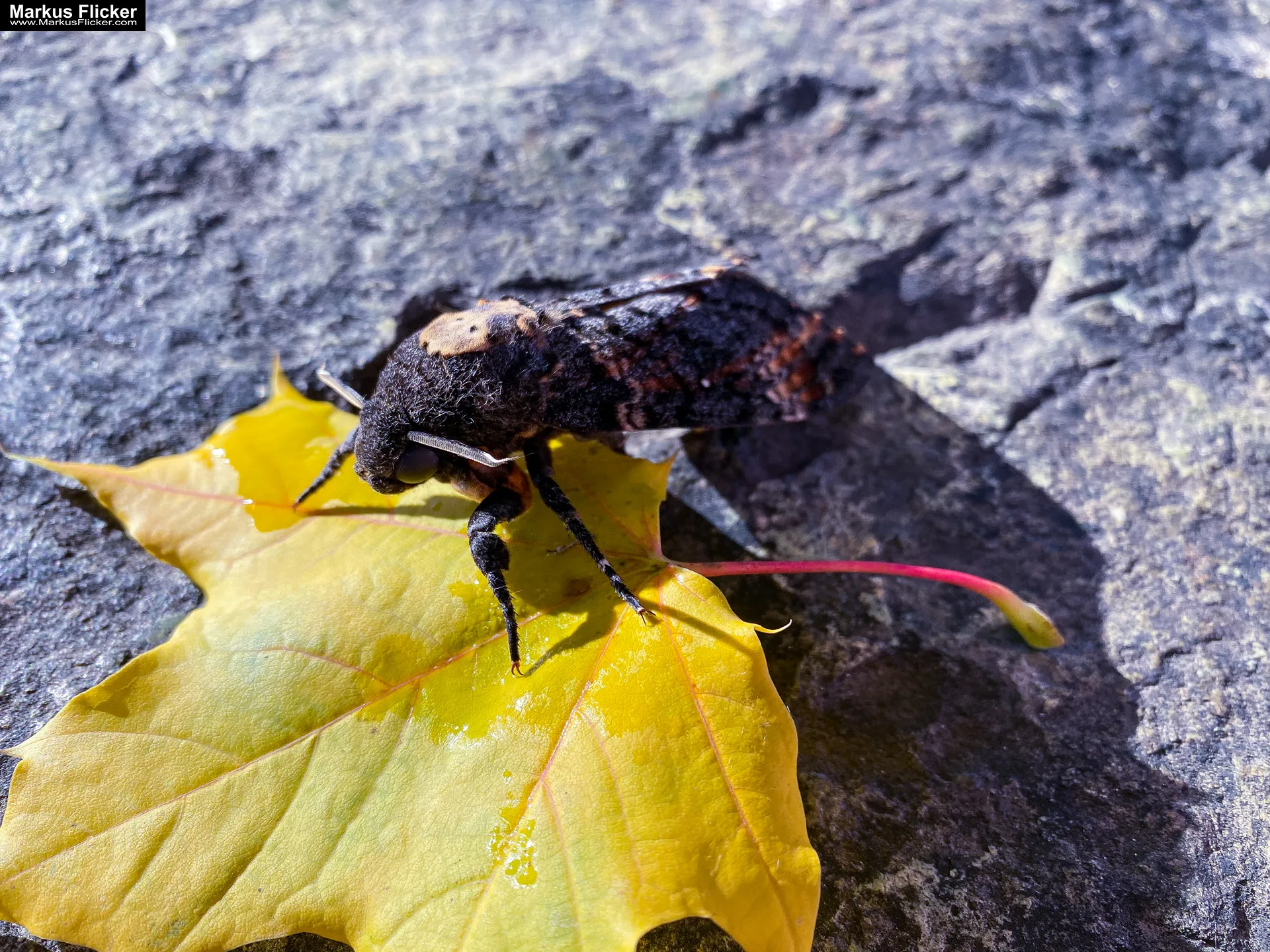Totenkopfschwärmer Schmetterling Libelle fotografieren in der Natur mit dem Smartphone. Fotografieren und Filmen mit dem Smartphone: Bessere Fotos und Videos mit dem Handy für Freizeit, Hobby und Business