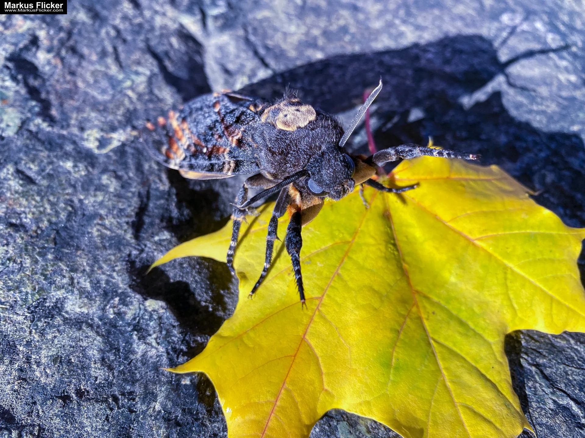 Makrofotografie von Insekten – Techniken, Vorbereitung und die kreative Nutzung von Licht Totenkopfschwärmer Schmetterling Libelle fotografieren in der Natur mit dem Smartphone. Fotografieren und Filmen mit dem Smartphone: Bessere Fotos und Videos mit dem Handy für Freizeit, Hobby und Business