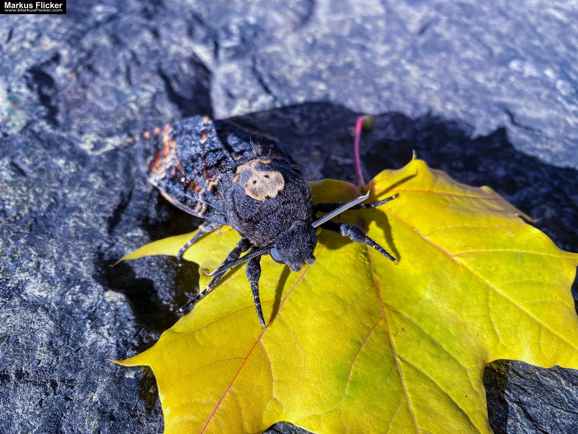 Totenkopfschwärmer Schmetterling Libelle fotografieren in der Natur mit dem Smartphone. Fotografieren und Filmen mit dem Smartphone: Bessere Fotos und Videos mit dem Handy für Freizeit, Hobby und Business