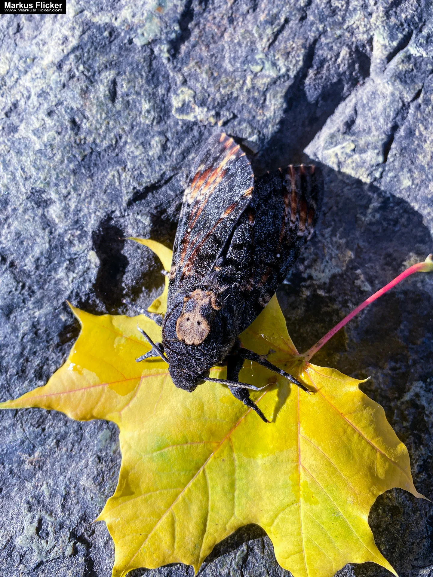 Totenkopfschwärmer Schmetterling Libelle fotografieren in der Natur mit dem Smartphone. Fotografieren und Filmen mit dem Smartphone: Bessere Fotos und Videos mit dem Handy für Freizeit, Hobby und Business