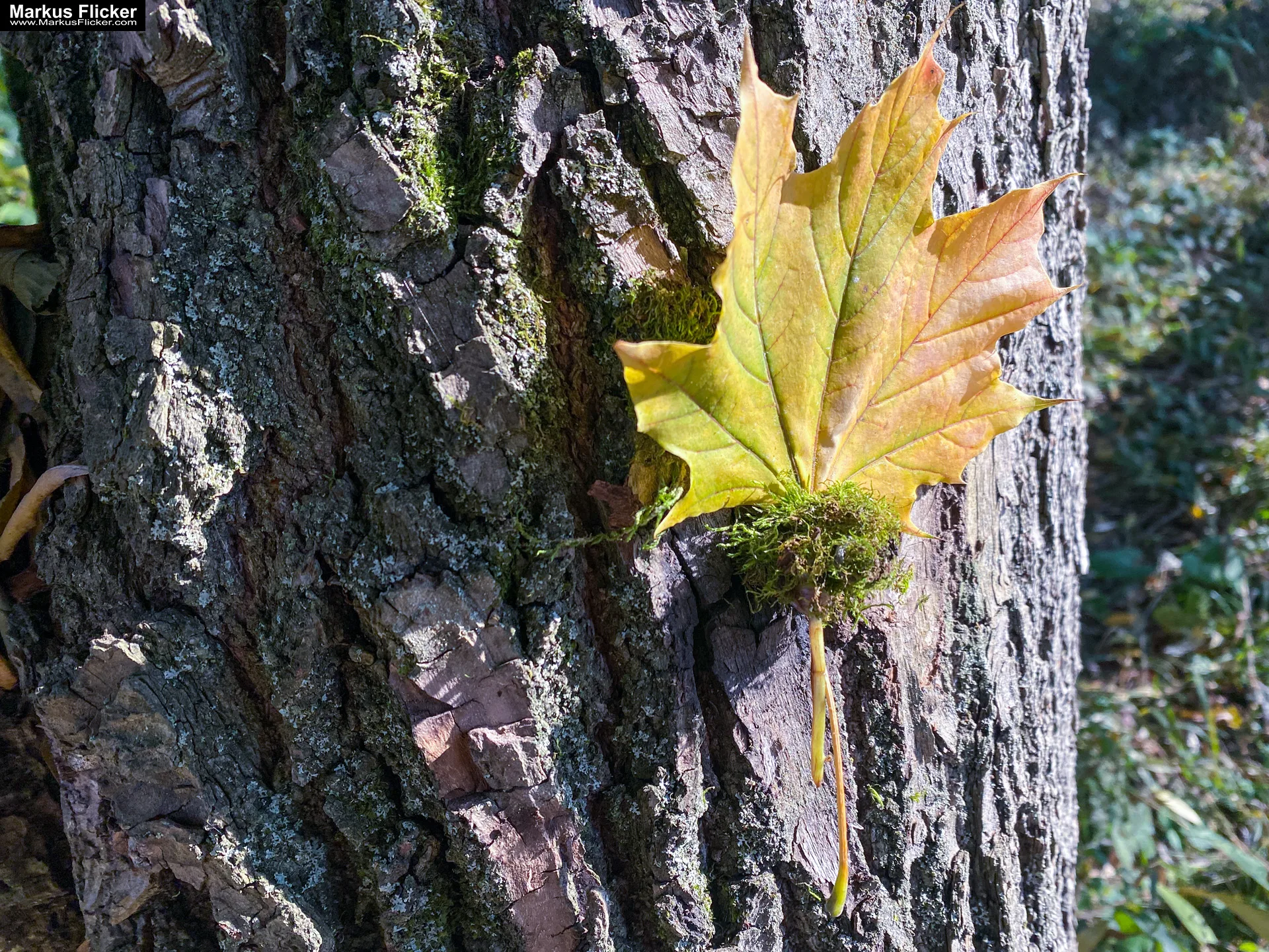 Fototipp: Hinsetzen und Beobachten! Fotografieren und Filmen mit dem Smartphone für Fotos und Videos inkl. 37 Tipps und Tricks: Smartphone-Fotografie: Profi-Tipps mit dem Handy für Freizeit, Hobby und Business Fototipp Hinsetzen und Beobachten für Anfänger und Amateure