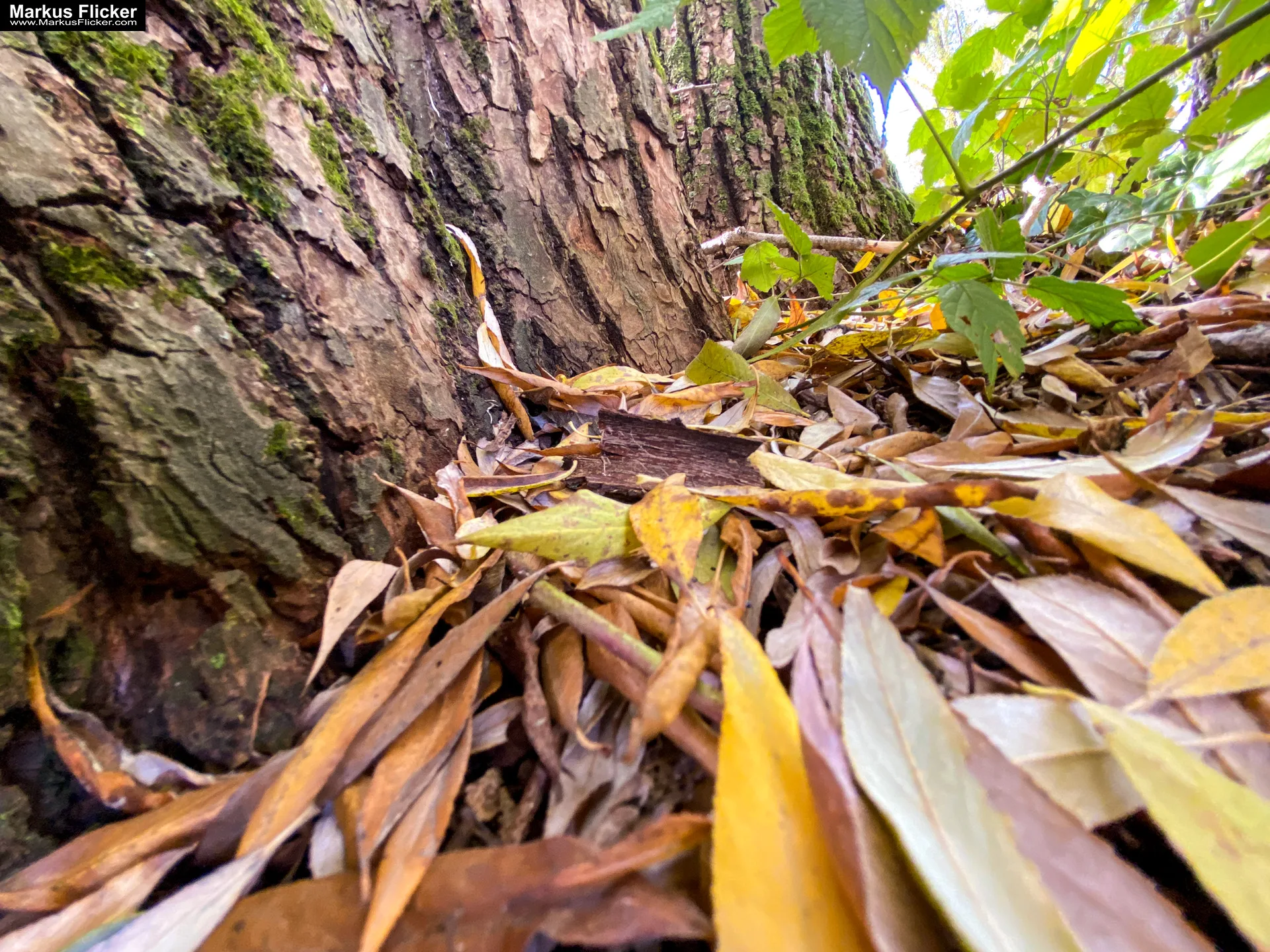 Fototipp: Hinsetzen und Beobachten! Fotografieren und Filmen mit dem Smartphone für Fotos und Videos inkl. 37 Tipps und Tricks: Smartphone-Fotografie: Profi-Tipps mit dem Handy für Freizeit, Hobby und Business Fototipp Hinsetzen und Beobachten für Anfänger und Amateure