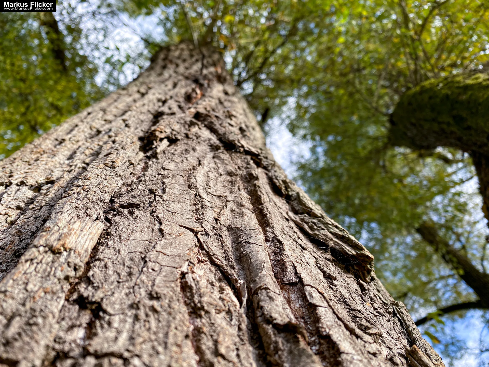 Fototipp: Hinsetzen und Beobachten! Fotografieren und Filmen mit dem Smartphone für Fotos und Videos inkl. 37 Tipps und Tricks: Smartphone-Fotografie: Profi-Tipps mit dem Handy für Freizeit, Hobby und Business Fototipp Hinsetzen und Beobachten für Anfänger und Amateure