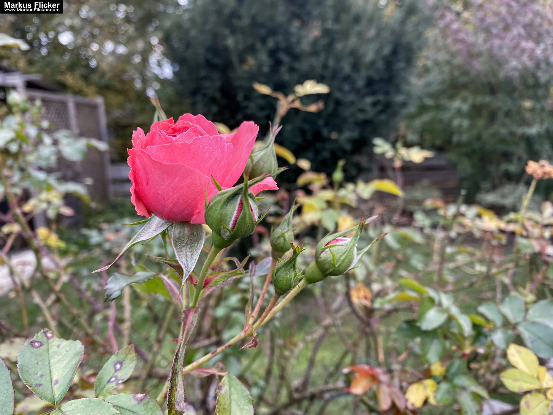 Fototipp: Hinsetzen und Beobachten! Fotografieren und Filmen mit dem Smartphone für Fotos und Videos inkl. 37 Tipps und Tricks: Smartphone-Fotografie: Profi-Tipps mit dem Handy für Freizeit, Hobby und Business Fototipp Hinsetzen und Beobachten für Anfänger und Amateure