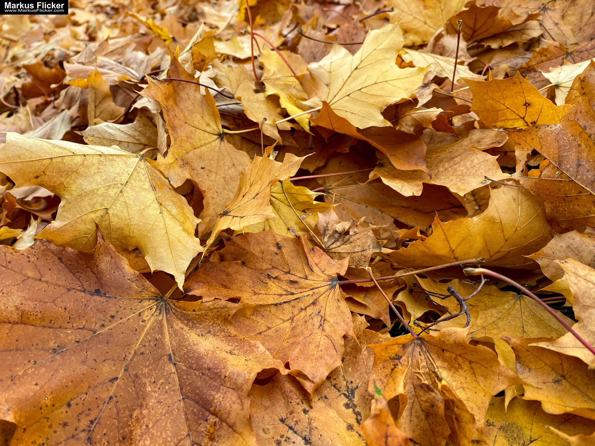 Fototipp: Hinsetzen und Beobachten! Fotografieren und Filmen mit dem Smartphone für Fotos und Videos inkl. 37 Tipps und Tricks: Smartphone-Fotografie: Profi-Tipps mit dem Handy für Freizeit, Hobby und Business Fototipp Hinsetzen und Beobachten für Anfänger und Amateure