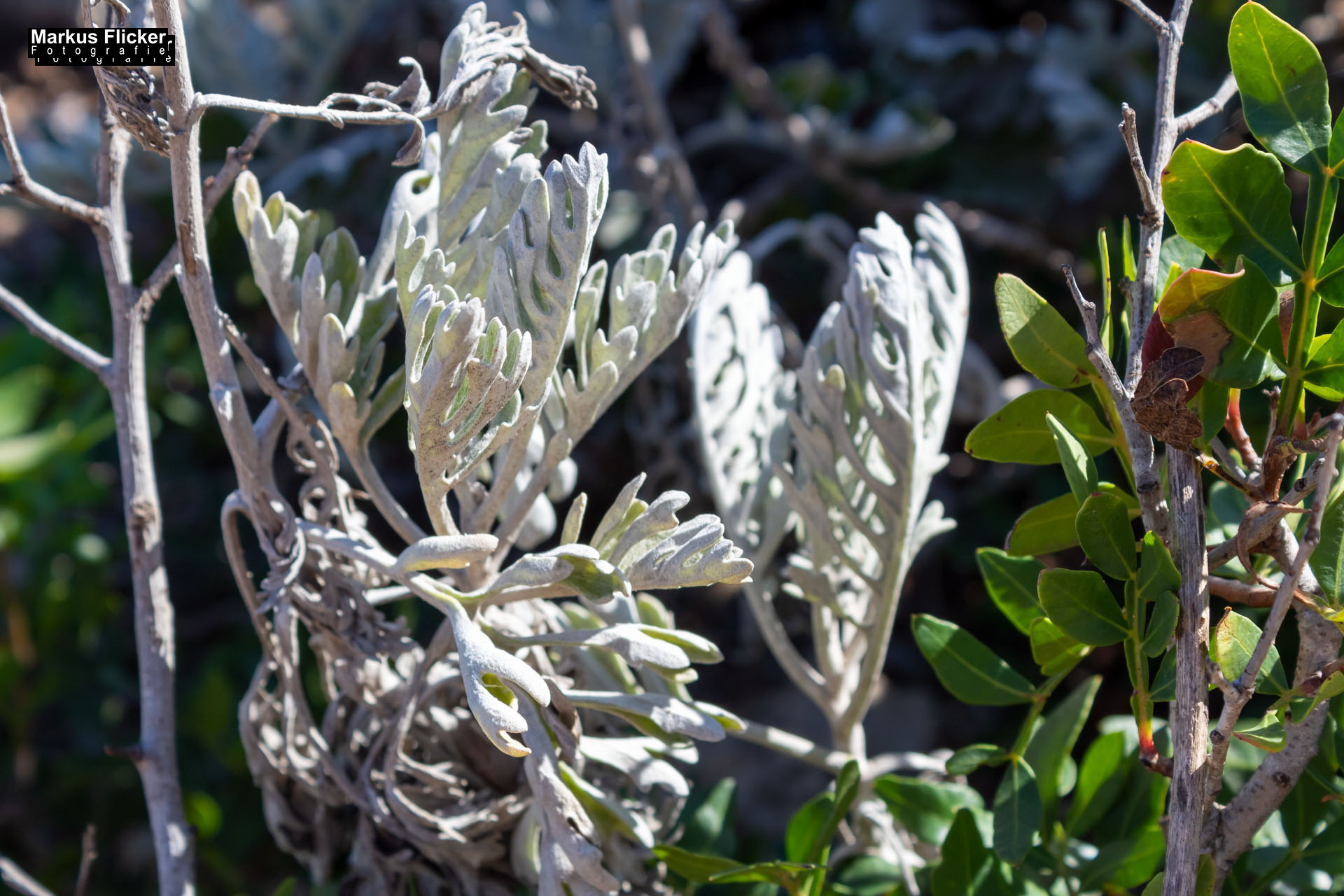 Cala Agulla und Cala Molto auf Mallorca in Spanien Cala Agulla und Cala Molto auf Mallorca in Spanien