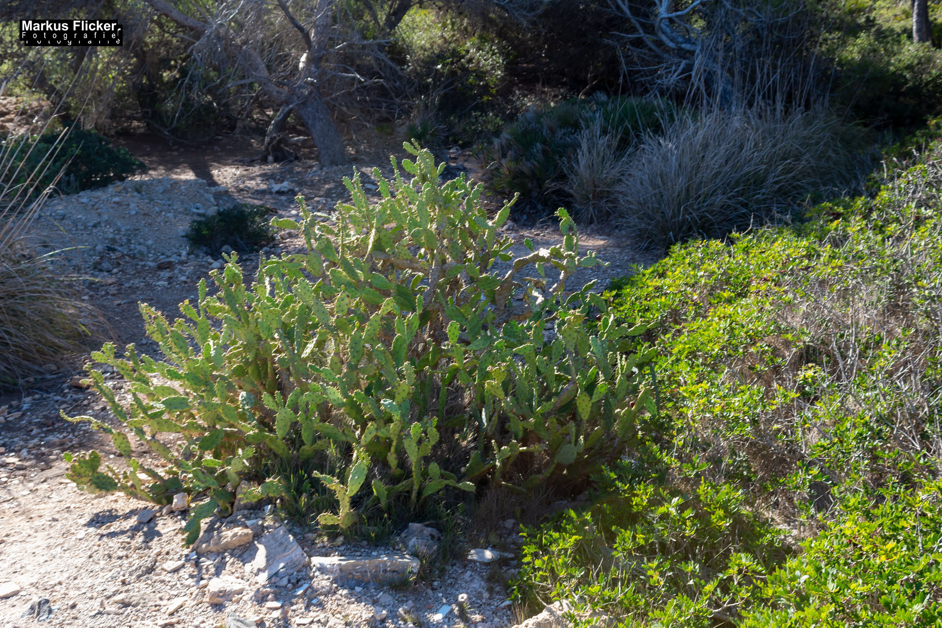 Cala Agulla und Cala Molto auf Mallorca in Spanien Cala Agulla und Cala Molto auf Mallorca in Spanien